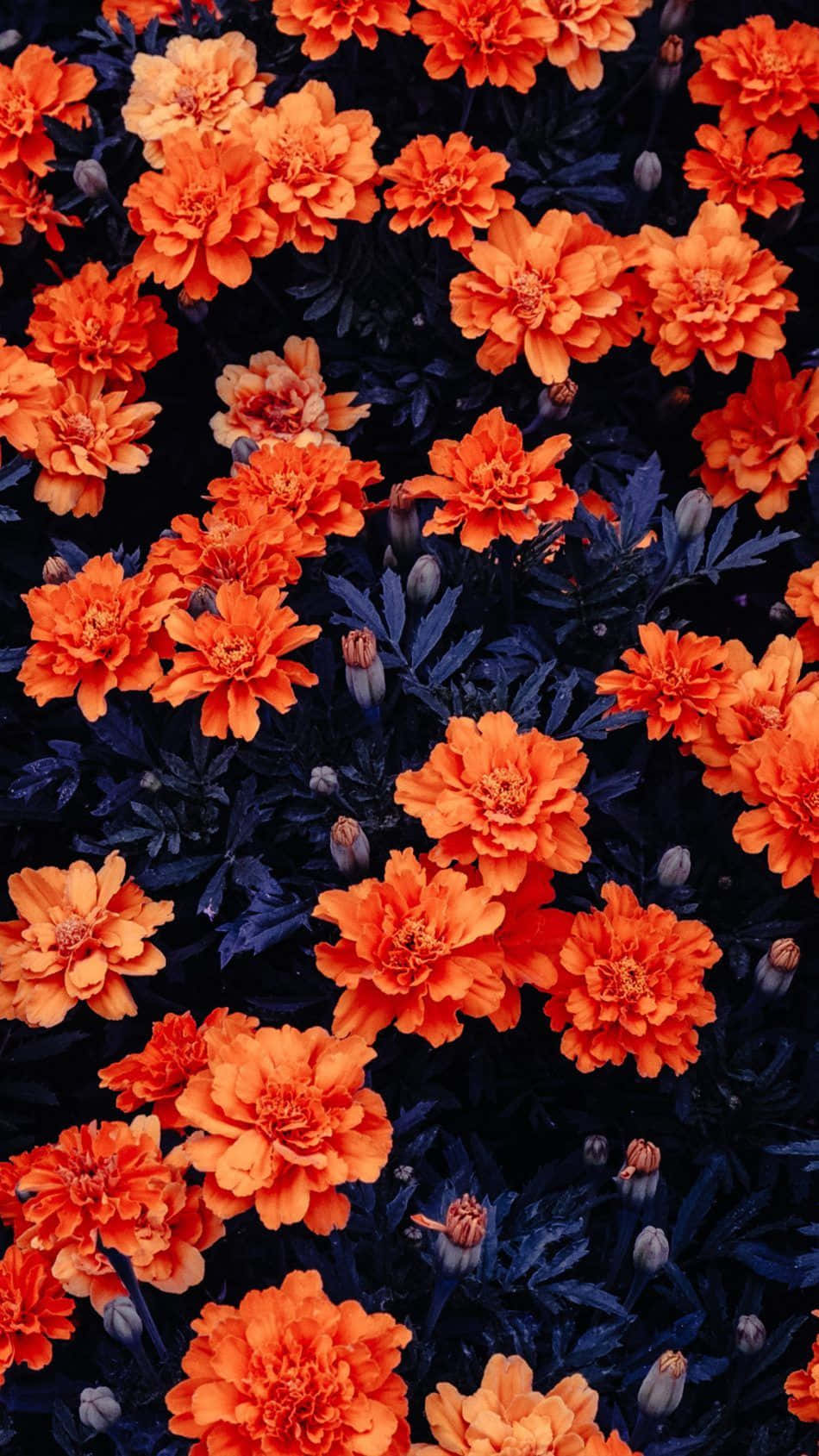 Orange Flower, vibrant orange marigolds, deep navy blue foliage, HD Phone Wallpaper
