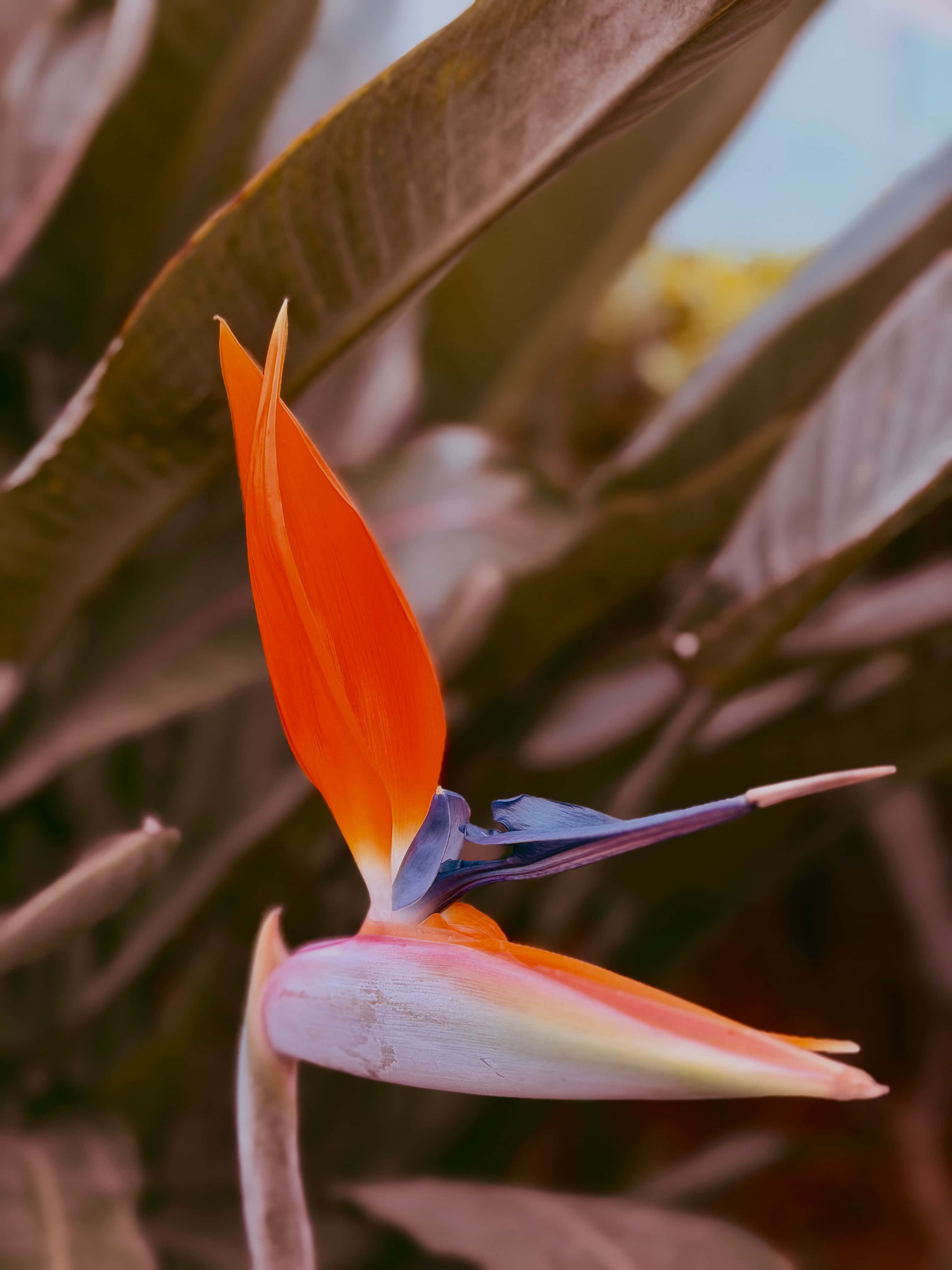 Bird of Paradise Flower, vibrant orange, blue, 4K Phone Wallpaper