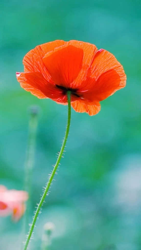 orange poppy flower, vivid orange, soft teal blurred background, SD Phone Wallpaper
