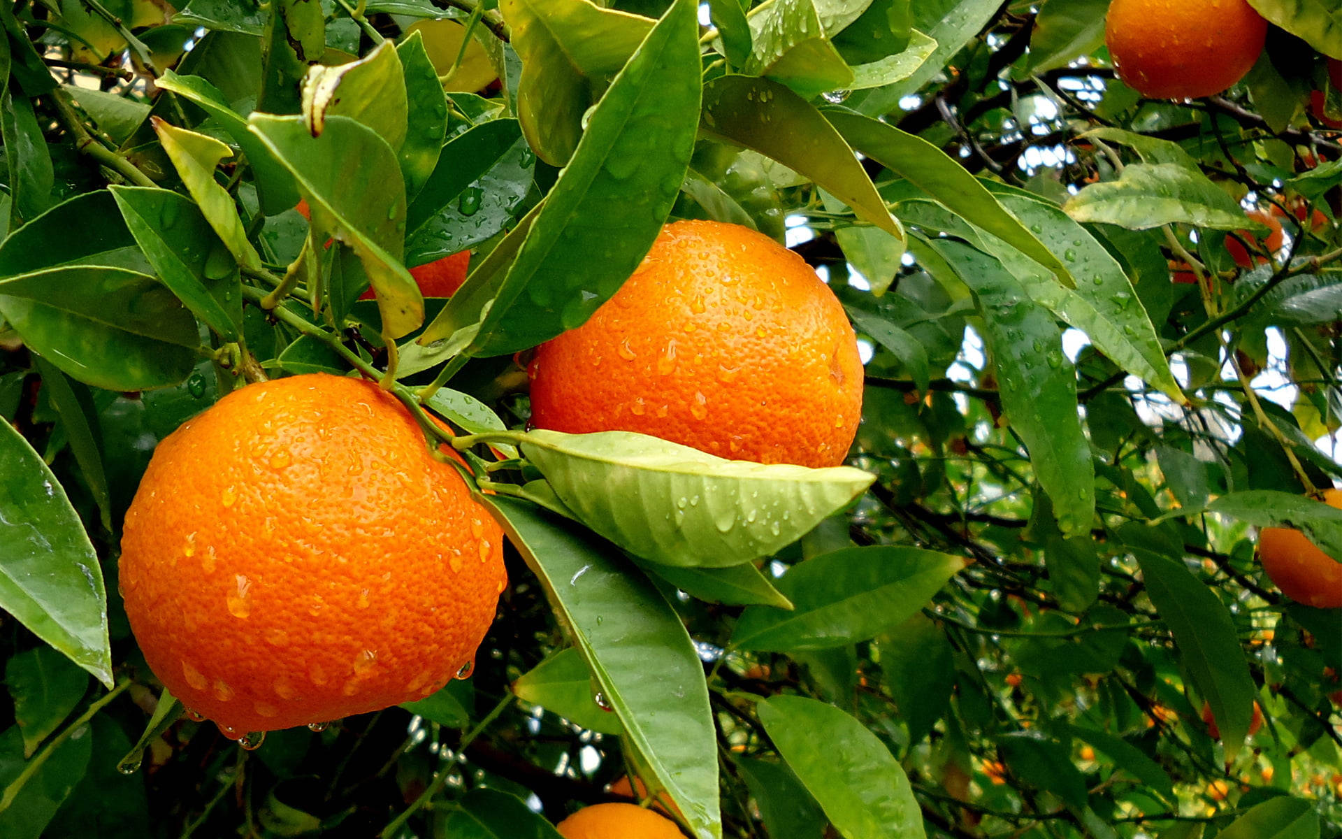 green leaves, oranges, citrus tree, Full HD Desktop Wallpaper