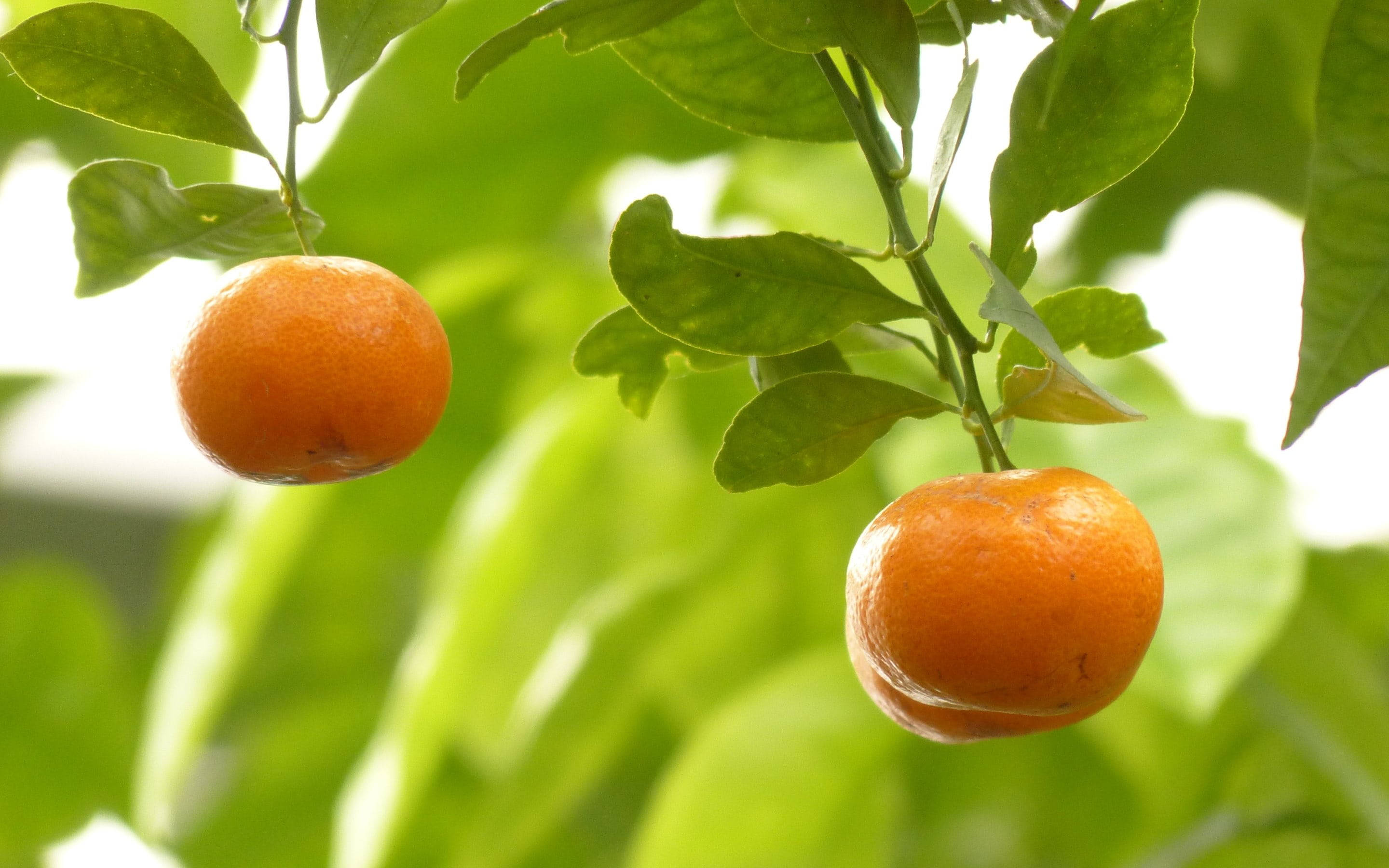 mandarin citrus fruit, tangerines, leafy green branch, 2K Desktop Wallpaper
