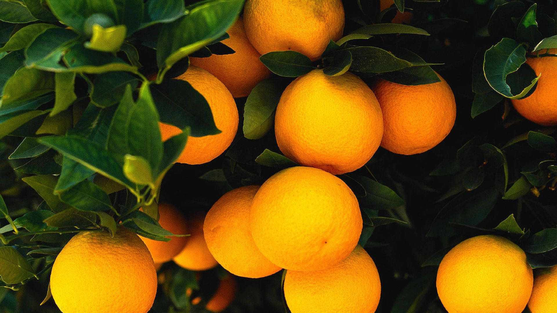 orange fruits, tree branch, glossy green leaves, Full HD Desktop Wallpaper