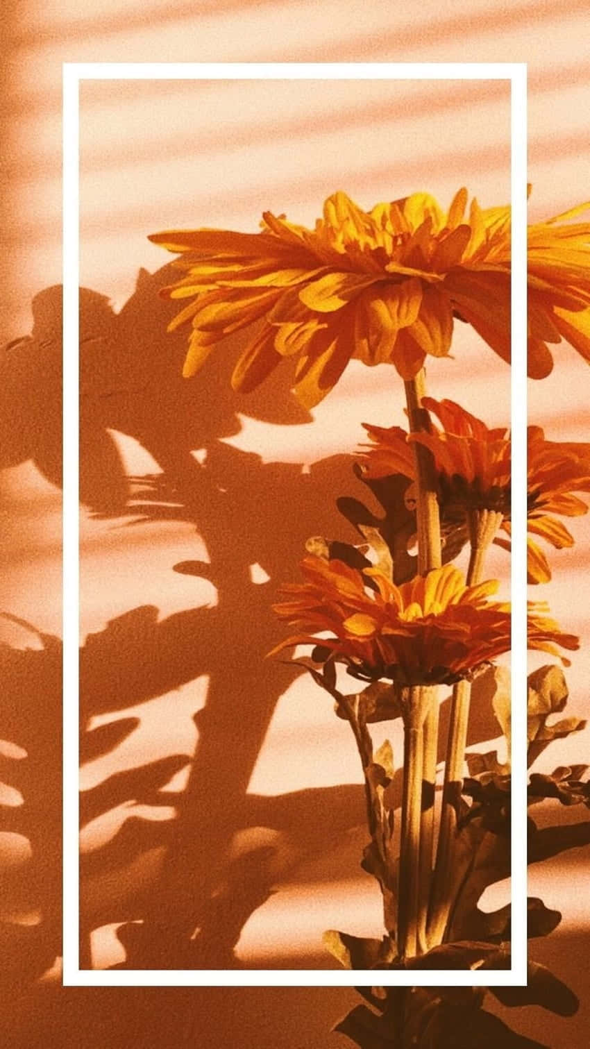 orange gerbera daisies, warm-toned wall, dramatic leaf shadows, HD Phone Wallpaper