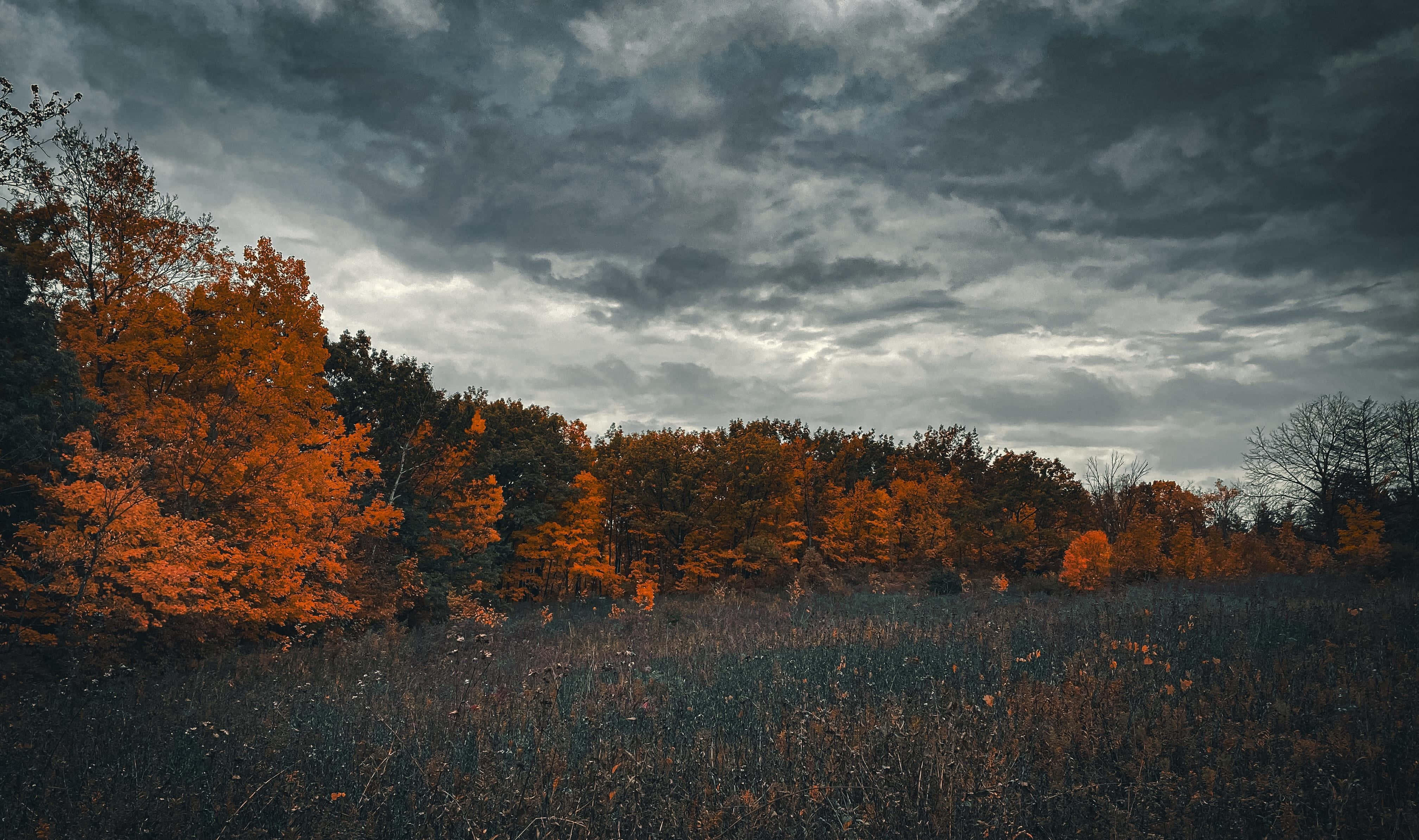 autumn orange grunge forest scene, fiery orange trees, brooding gray sky, 4K Desktop Wallpaper