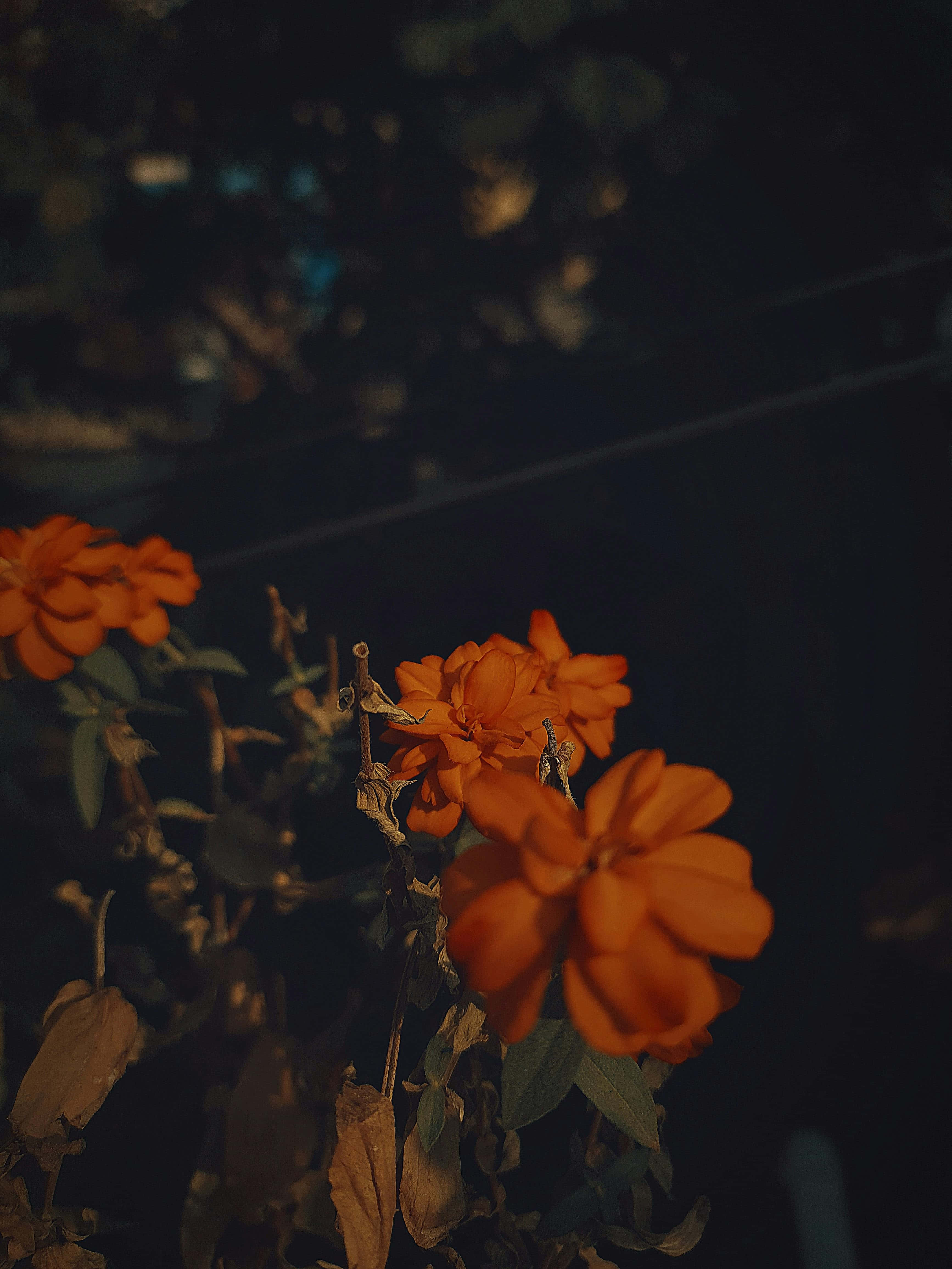 Orange Grunge Floral Aesthetic, vibrant orange flowers, dark blurred background, 4K Phone Wallpaper