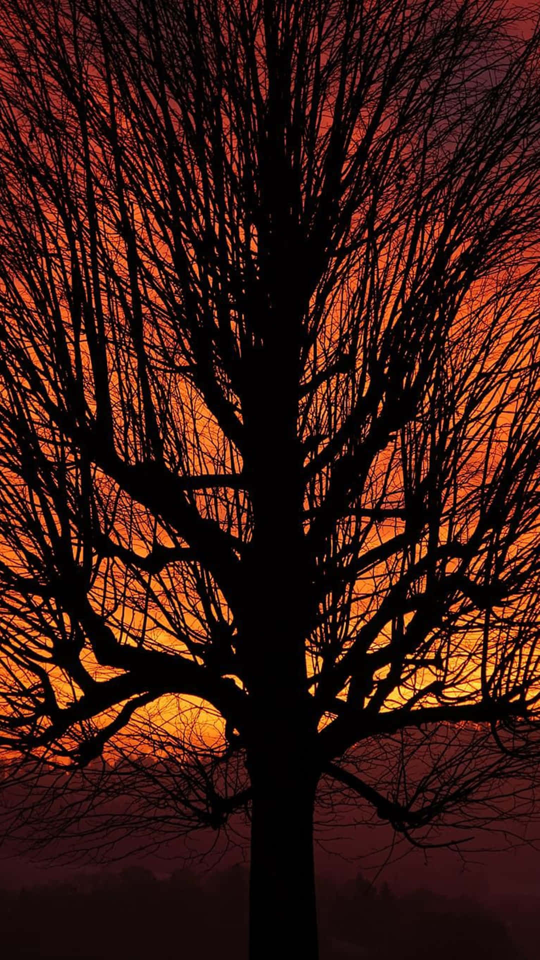 Orange Sunset Silhouette Tree, fiery orange and red sunset sky, stark bare tree silhouette, Full HD Phone Wallpaper