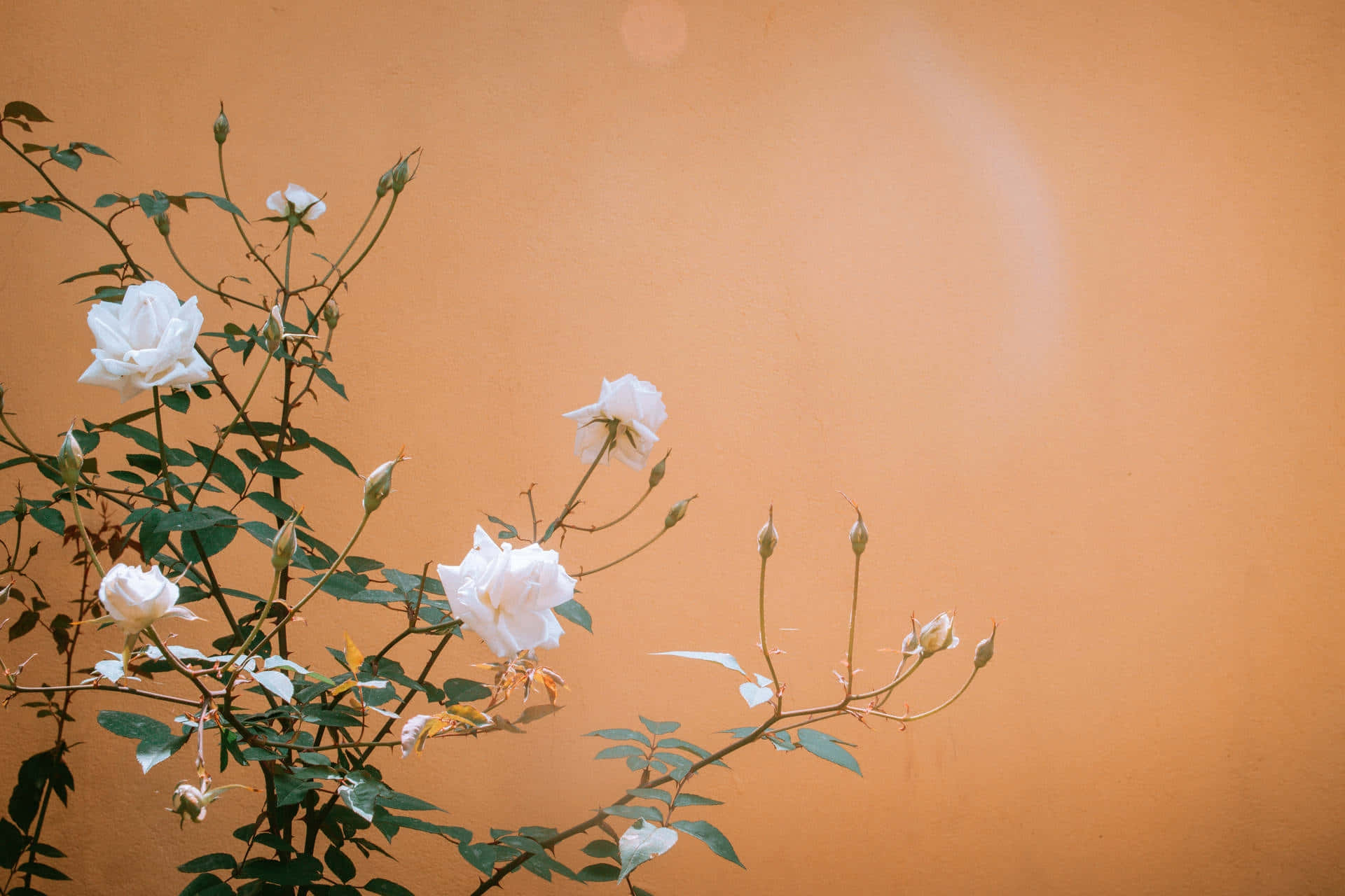 Orange Grunge Rose Aesthetic, white roses, warm terracotta wall, Full HD Desktop Wallpaper