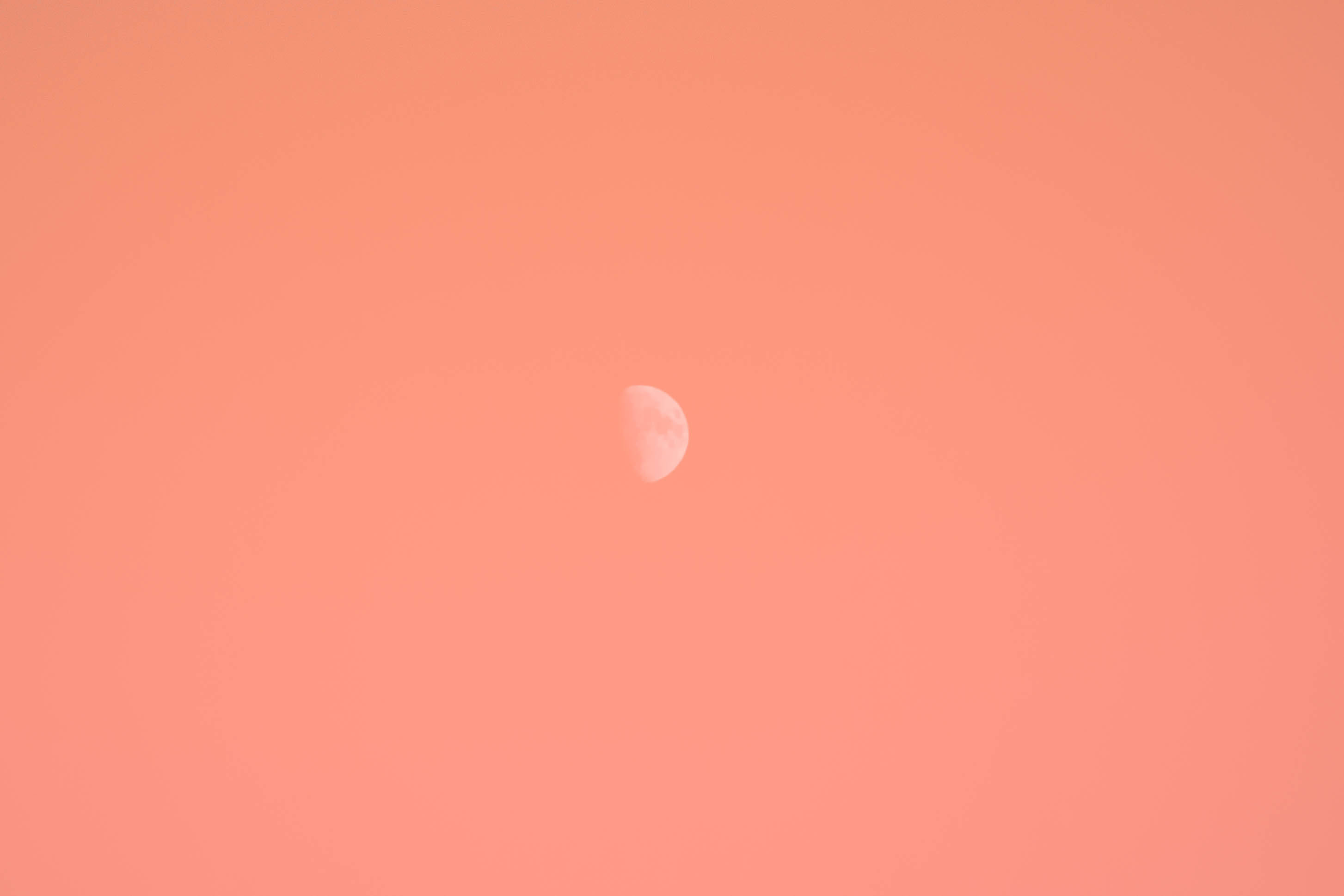 Sunkissed Blossom, crescent moon, peach-hued sky, 2K Desktop Wallpaper