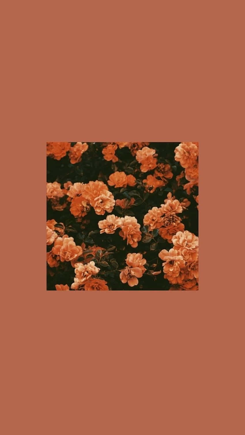 orange grunge floral aesthetic, peach roses, dark green backdrop, HD Phone Wallpaper