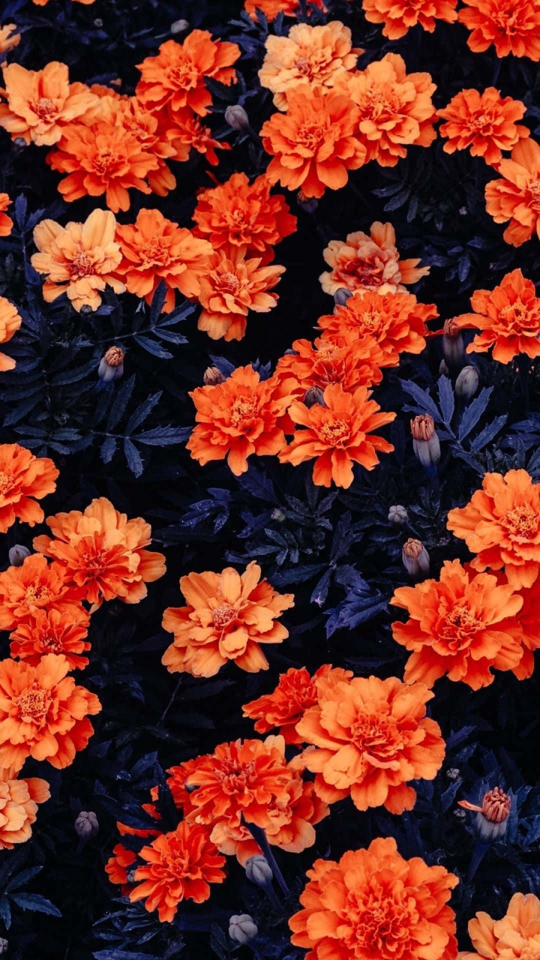 Orange iPhone, vibrant orange, marigolds, Full HD Phone Wallpaper