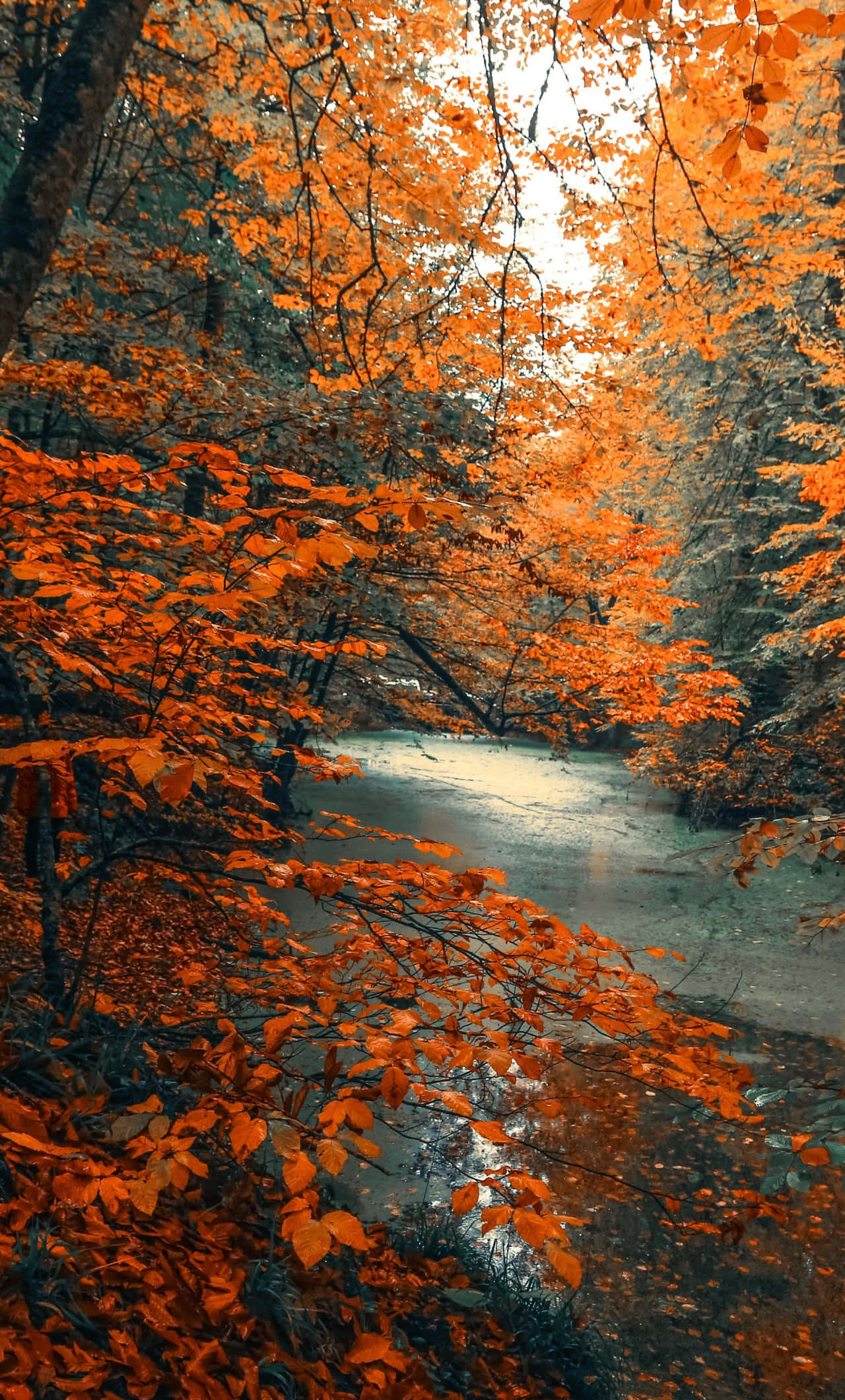 orange iPhone, autumn leaves, forest stream, Full HD Phone Wallpaper