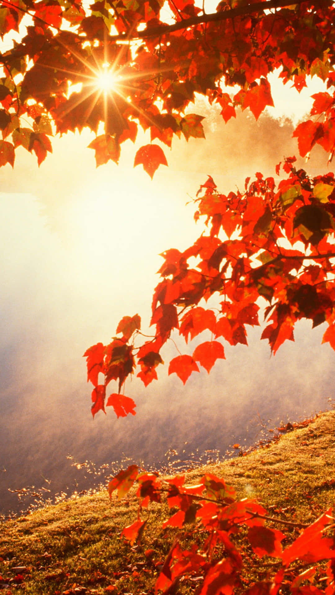 Orange iPhone, sunrise, grassy hill, Full HD Phone Wallpaper