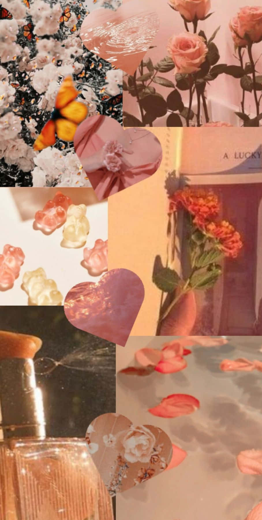 orange peach aesthetic, pink-toned, roses, HD Phone Wallpaper