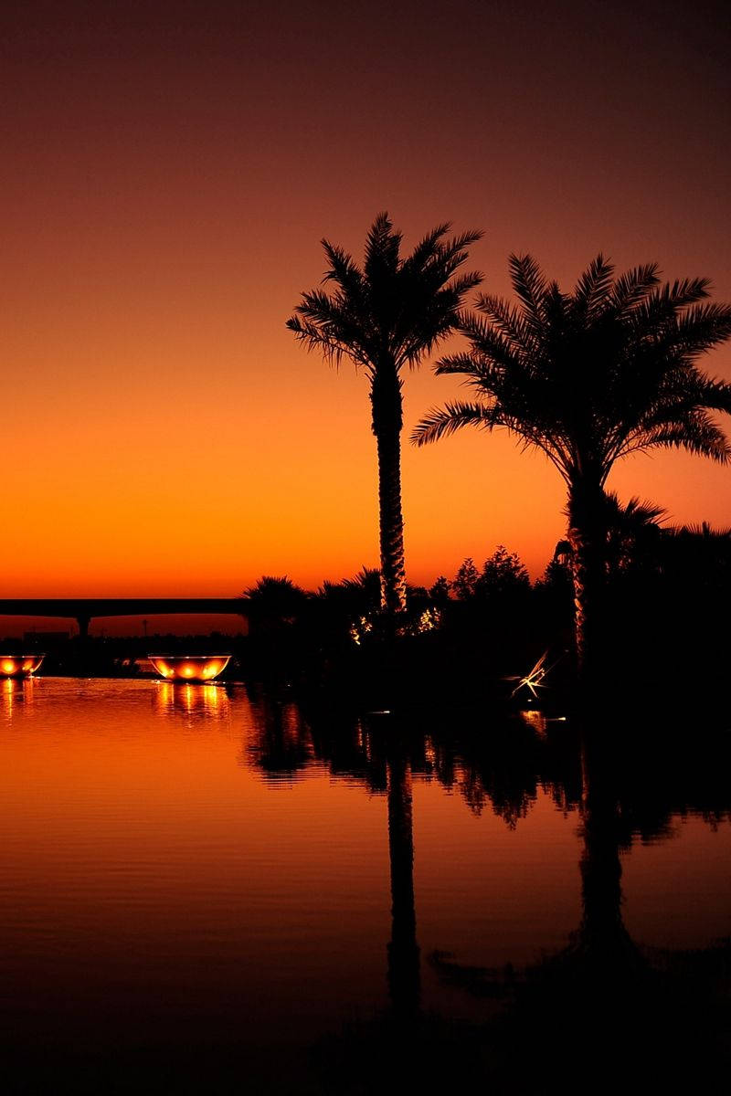 Coconut Tree Silhouettes, Orange Phone, Fiery orange sunset sky, SD Phone Wallpaper