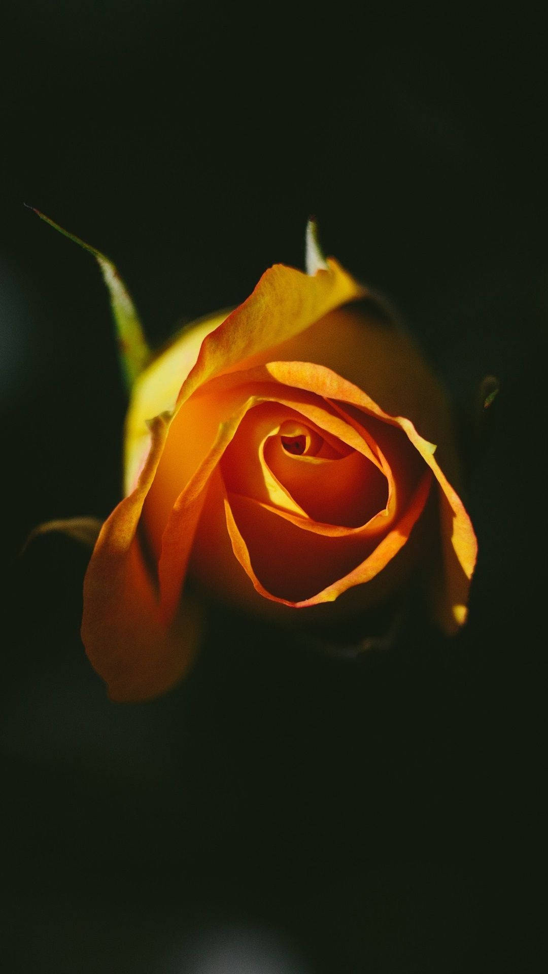 Rose Orange Phone, vibrant orange, deep black background, Full HD Phone Wallpaper