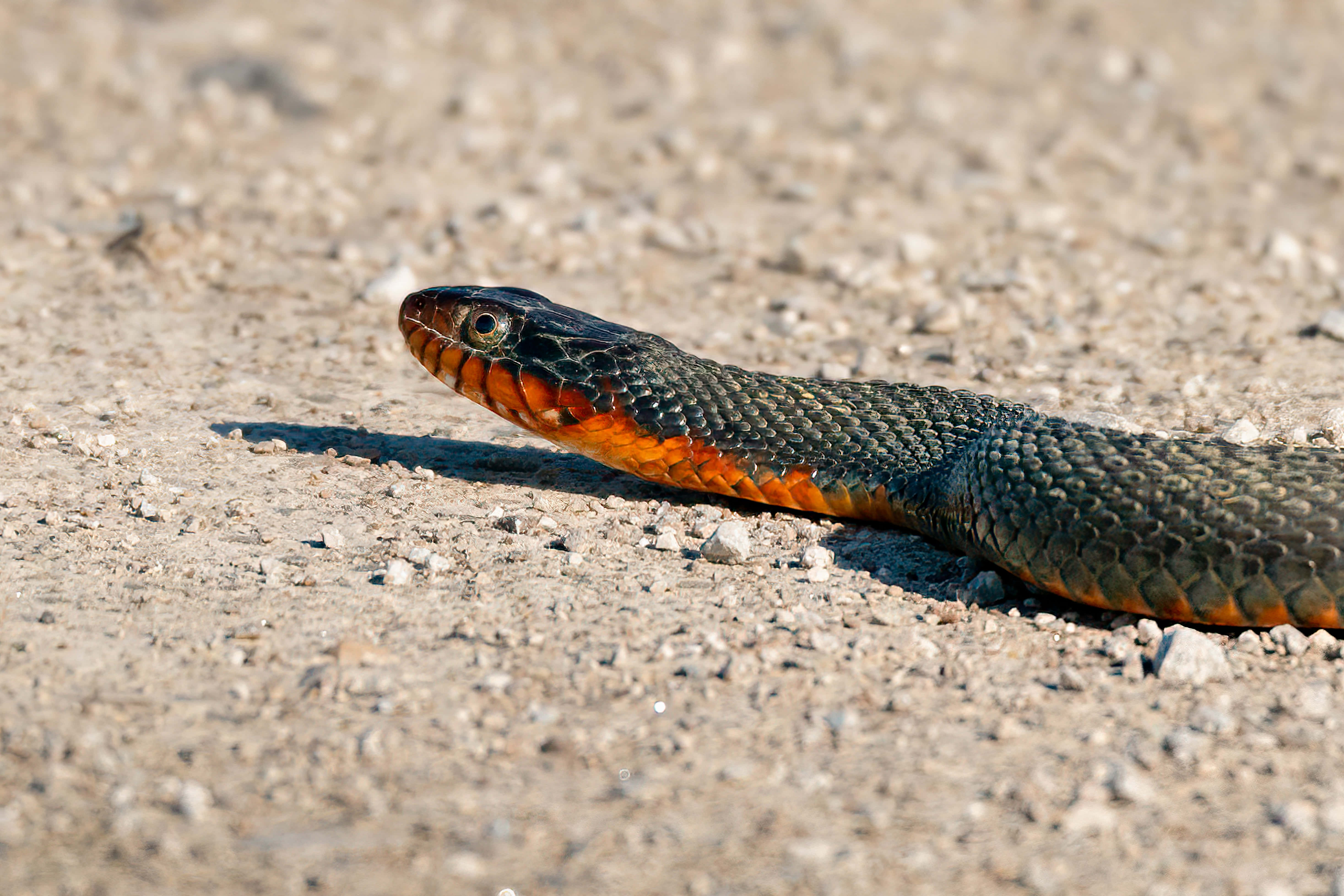 black, orange, snake, 5K Desktop Wallpaper