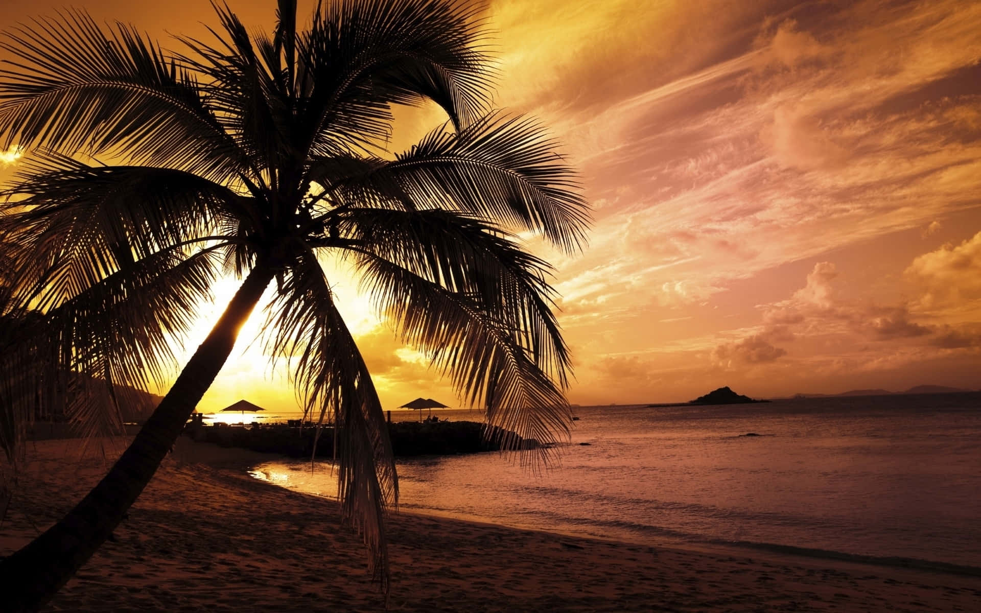 palm tree, fiery orange sunset, tropical beach, Full HD Desktop Wallpaper