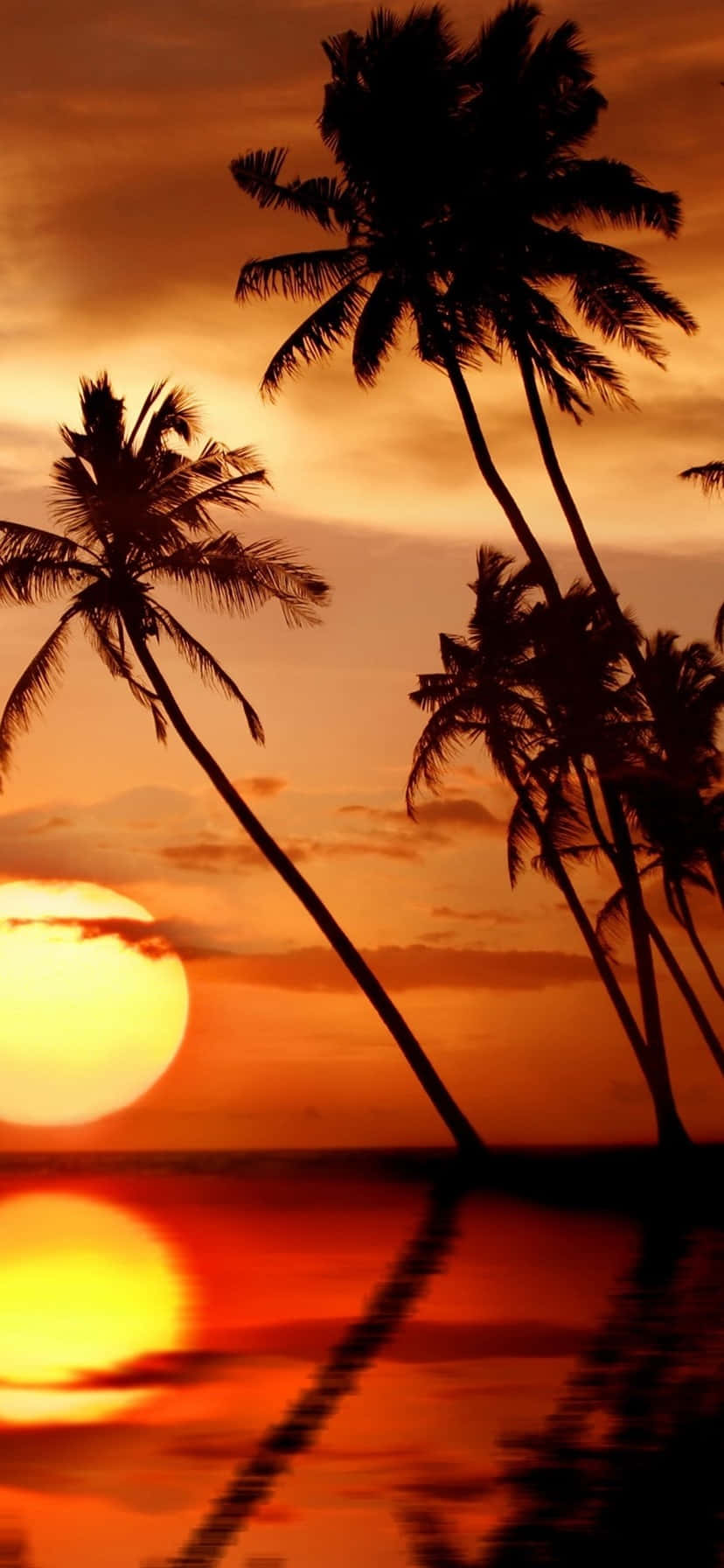 Tropical Sunset, orange sky, calming, HD Phone Wallpaper