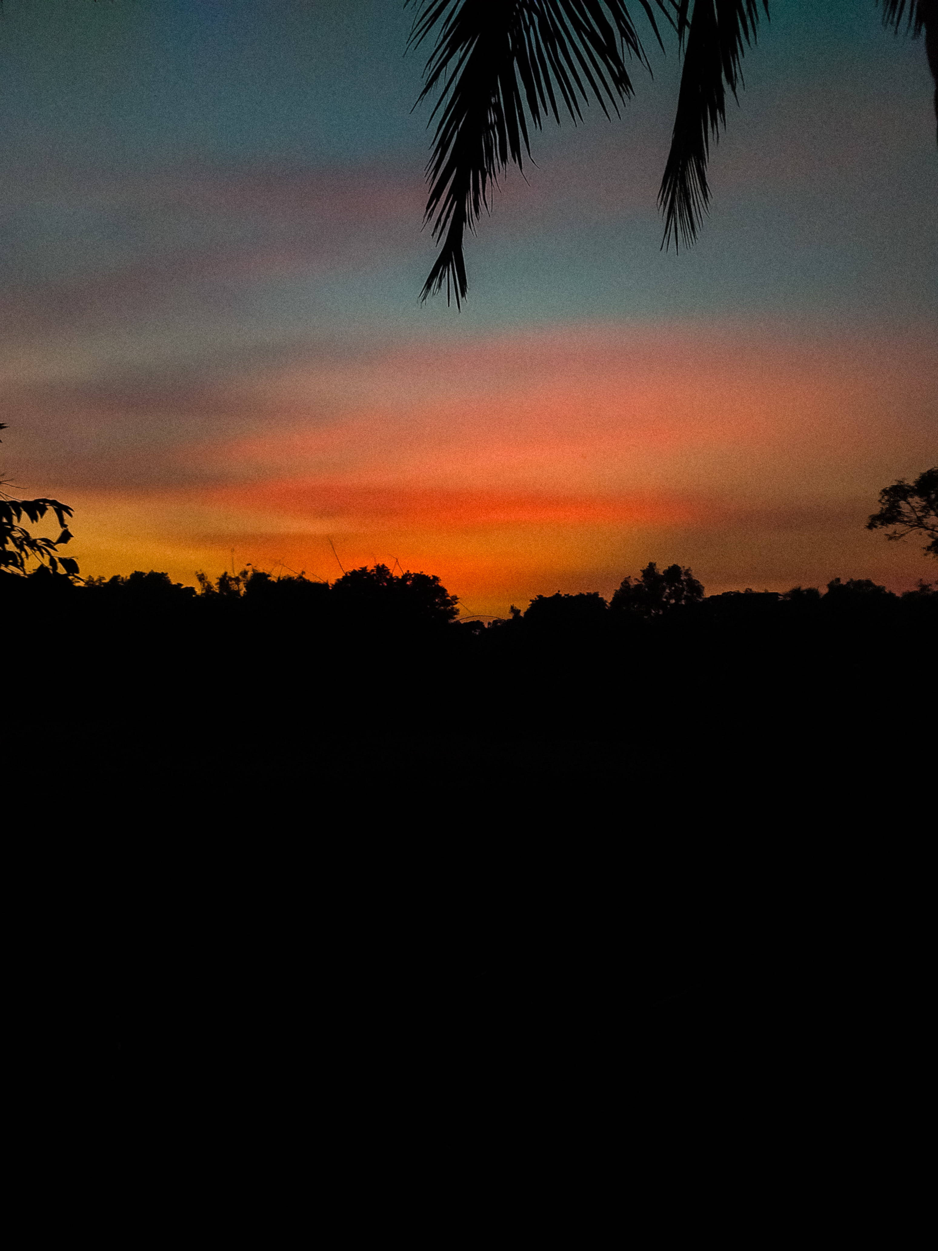 Orange Aesthetic Sunset, palm tree silhouette, vibrant sunset sky, 4K Phone Wallpaper