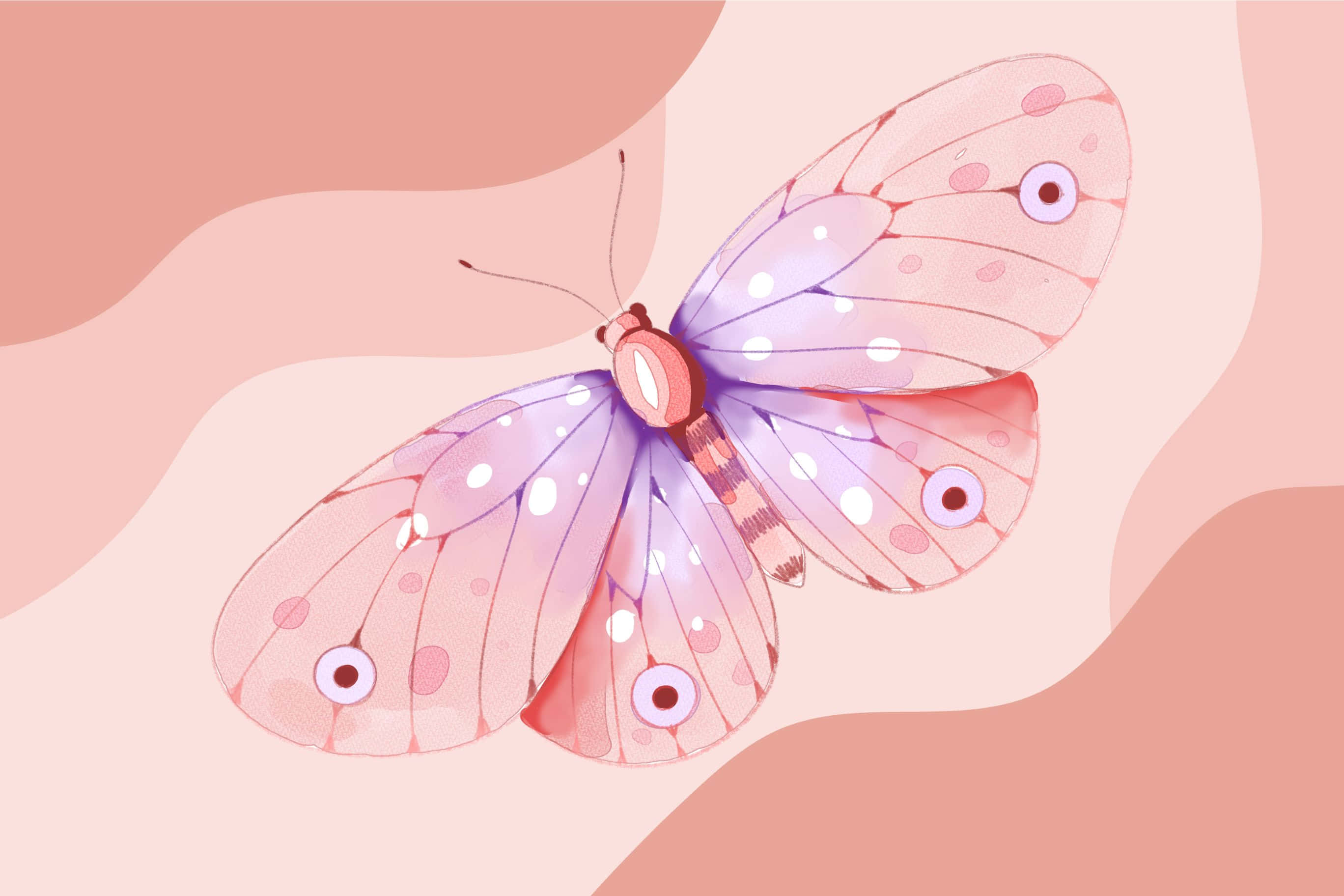 orange sunset, pink and purple butterfly, spotted wings, 2K Desktop Wallpaper