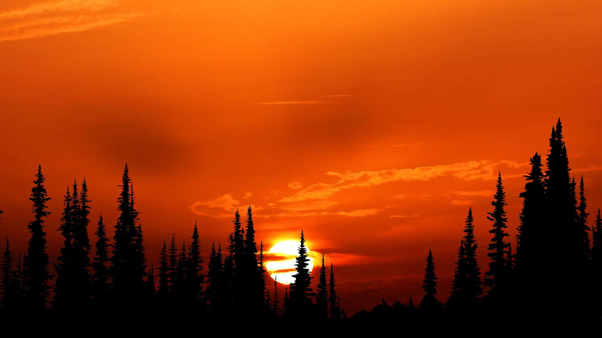 Orange Sunset, fiery orange sunset, silhouetted pine trees, Full HD Desktop Wallpaper