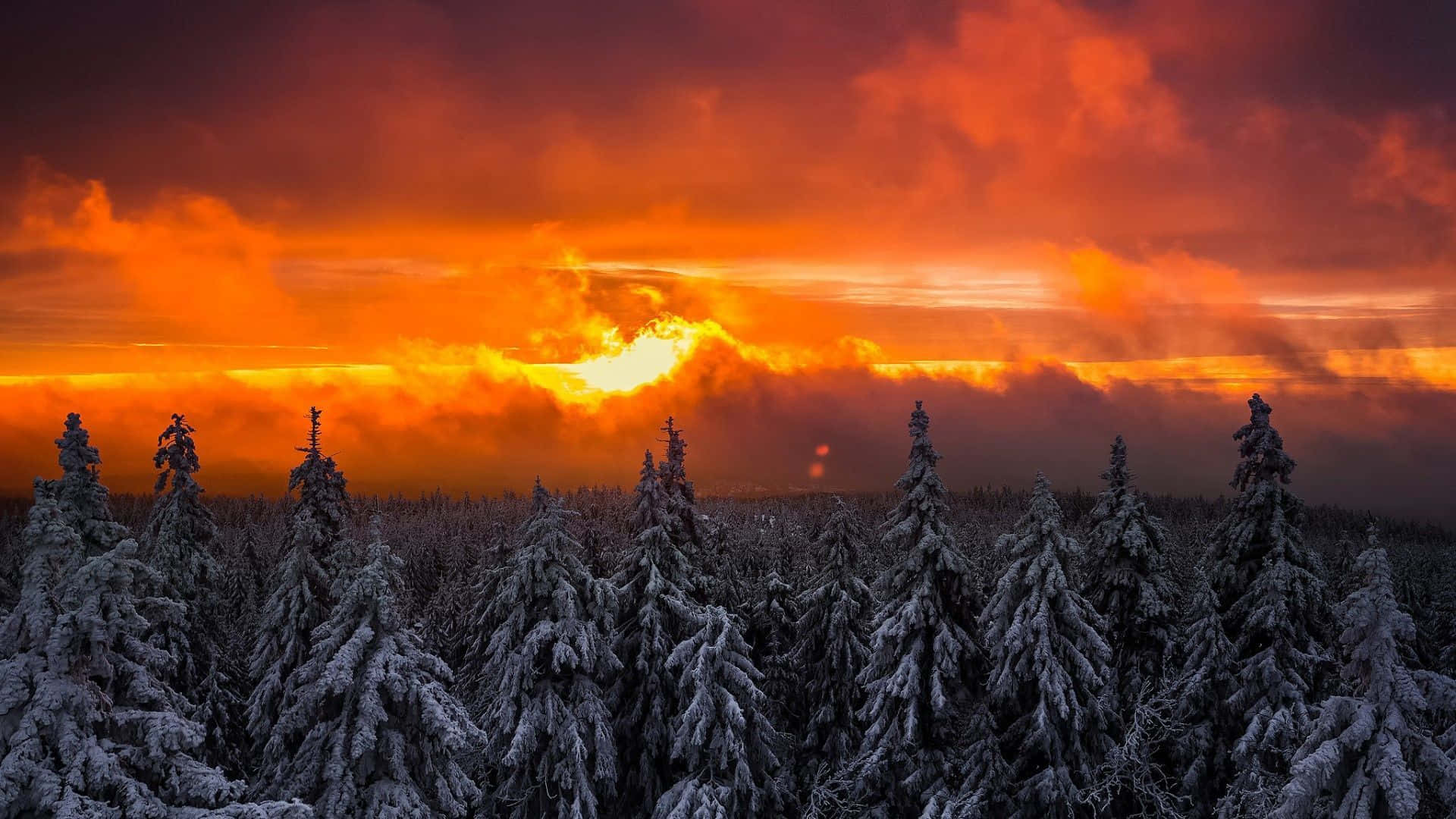 Orange Sunset, ocean, snow-covered pine trees, Full HD Desktop Wallpaper