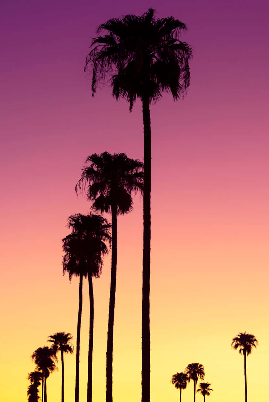 Orange Sunset, palm tree, gradient sky, HD Phone Wallpaper