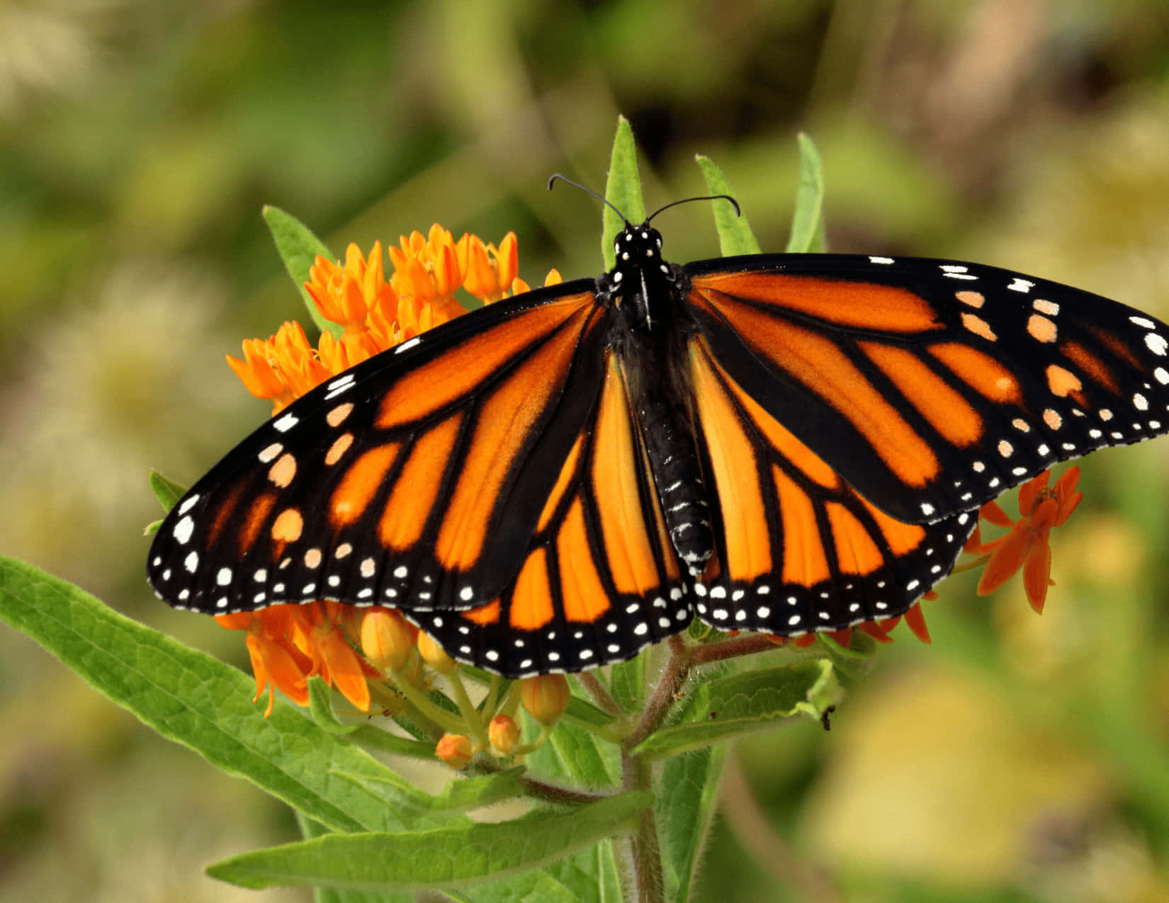 monarch butterfly, vibrant orange wings, black veins, HD Desktop Wallpaper