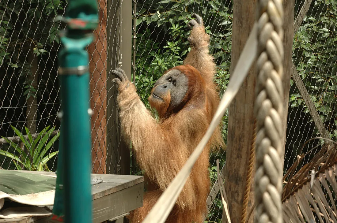 Orangutan Wallpapers