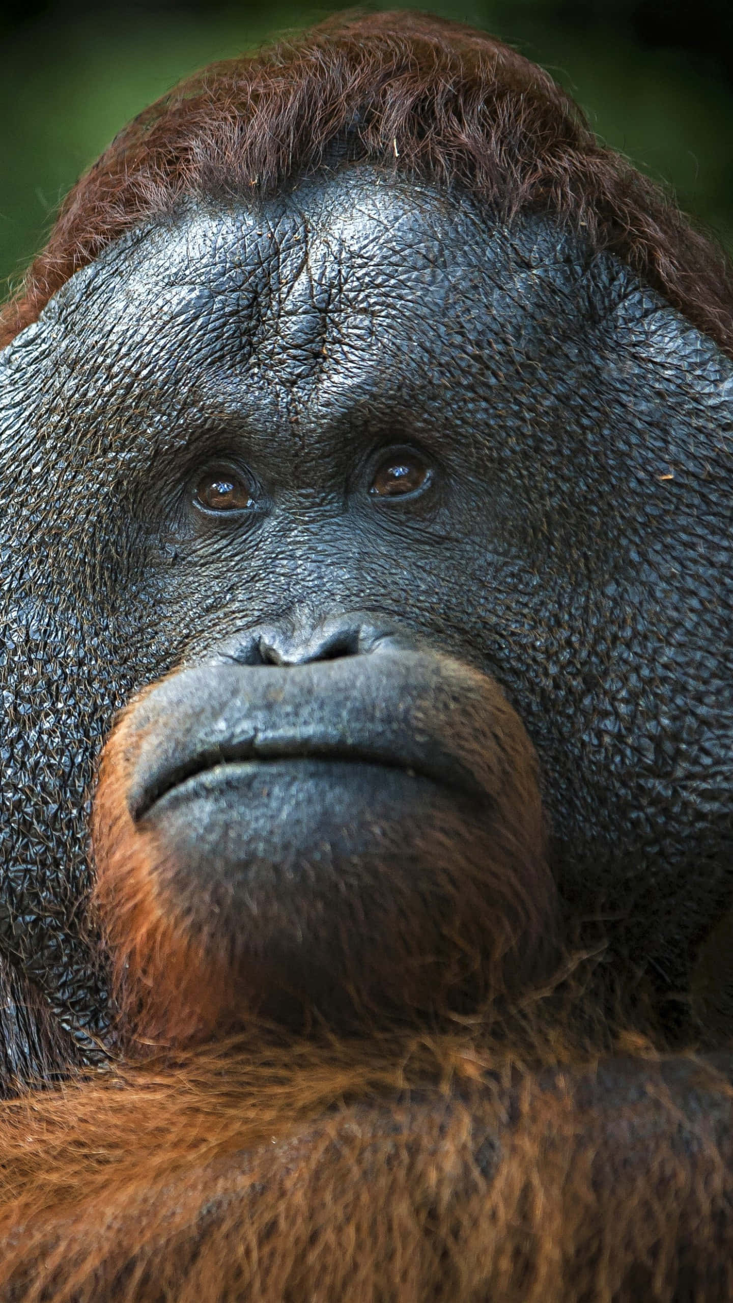 padded cheeks orangutan, orangutan, deep-set eyes, 2K Phone Wallpaper