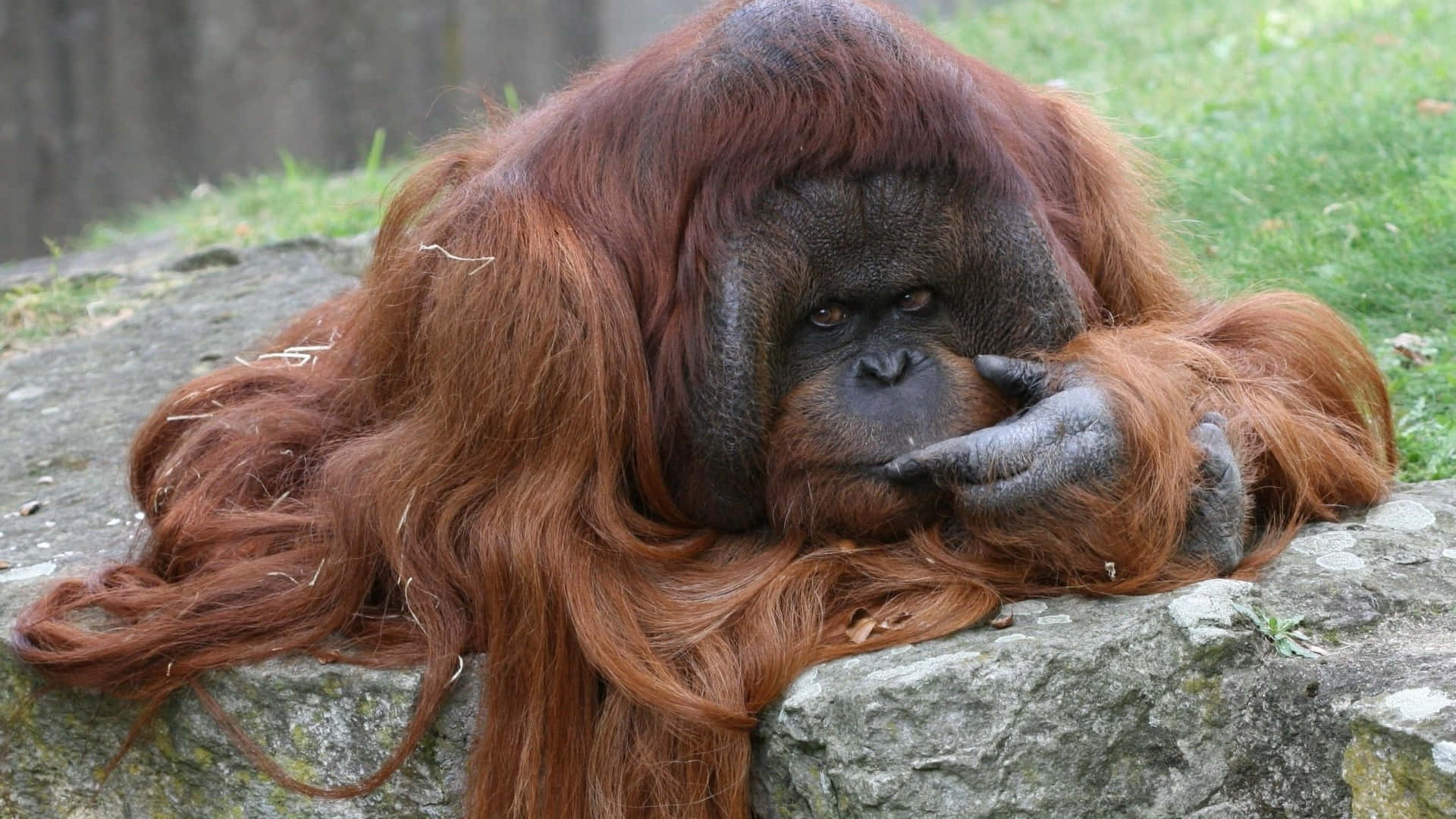 giant male orangutan, reddish-brown fur, stone ledge, Full HD Desktop Wallpaper