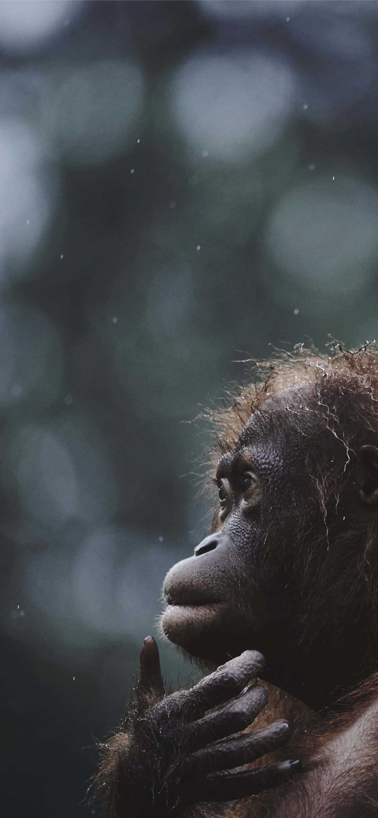 orangutan, young orangutan, forest backdrop, 2K Phone Wallpaper