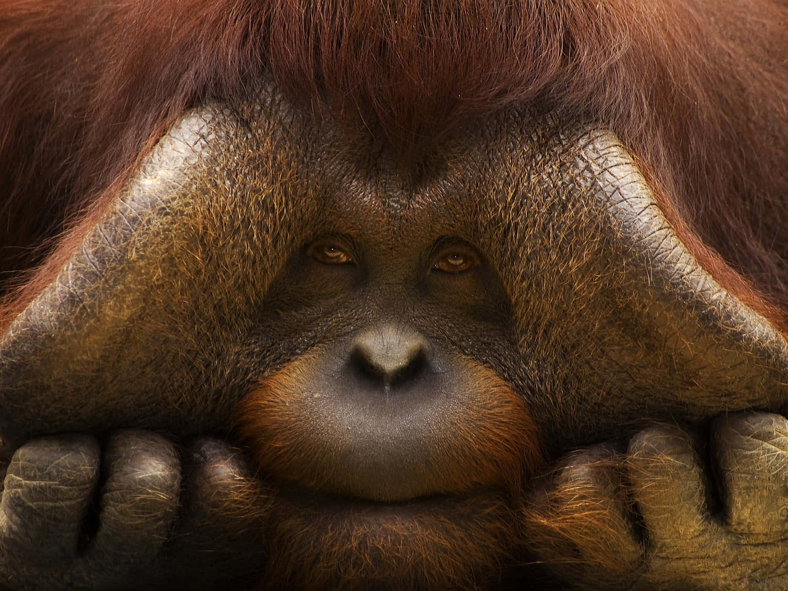 male orangutan, large cheekpads, close-up, HD Desktop Wallpaper