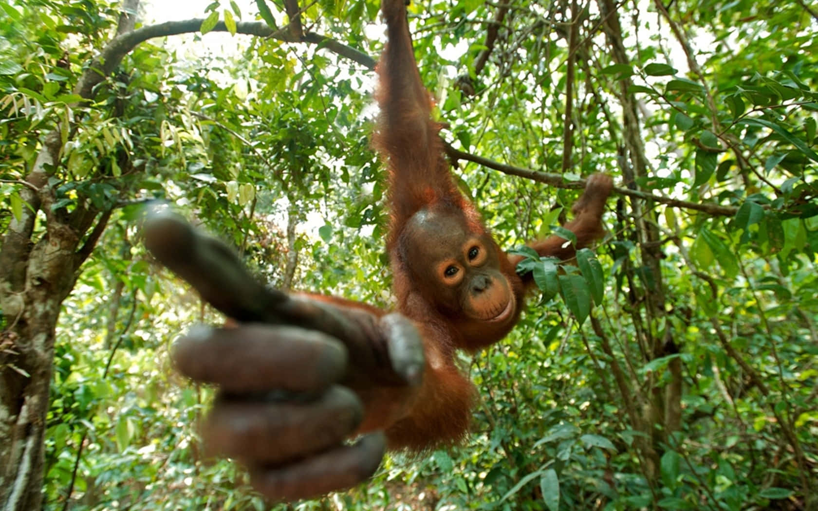 orangutan, tree branch, lush green jungle, HD Desktop Wallpaper