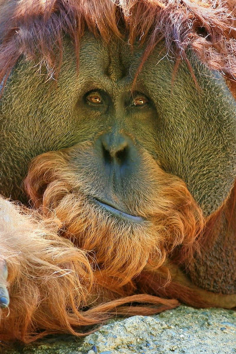 reddish flowing hair orangutan, reddish-brown fur, deep brown eyes, SD Phone Wallpaper