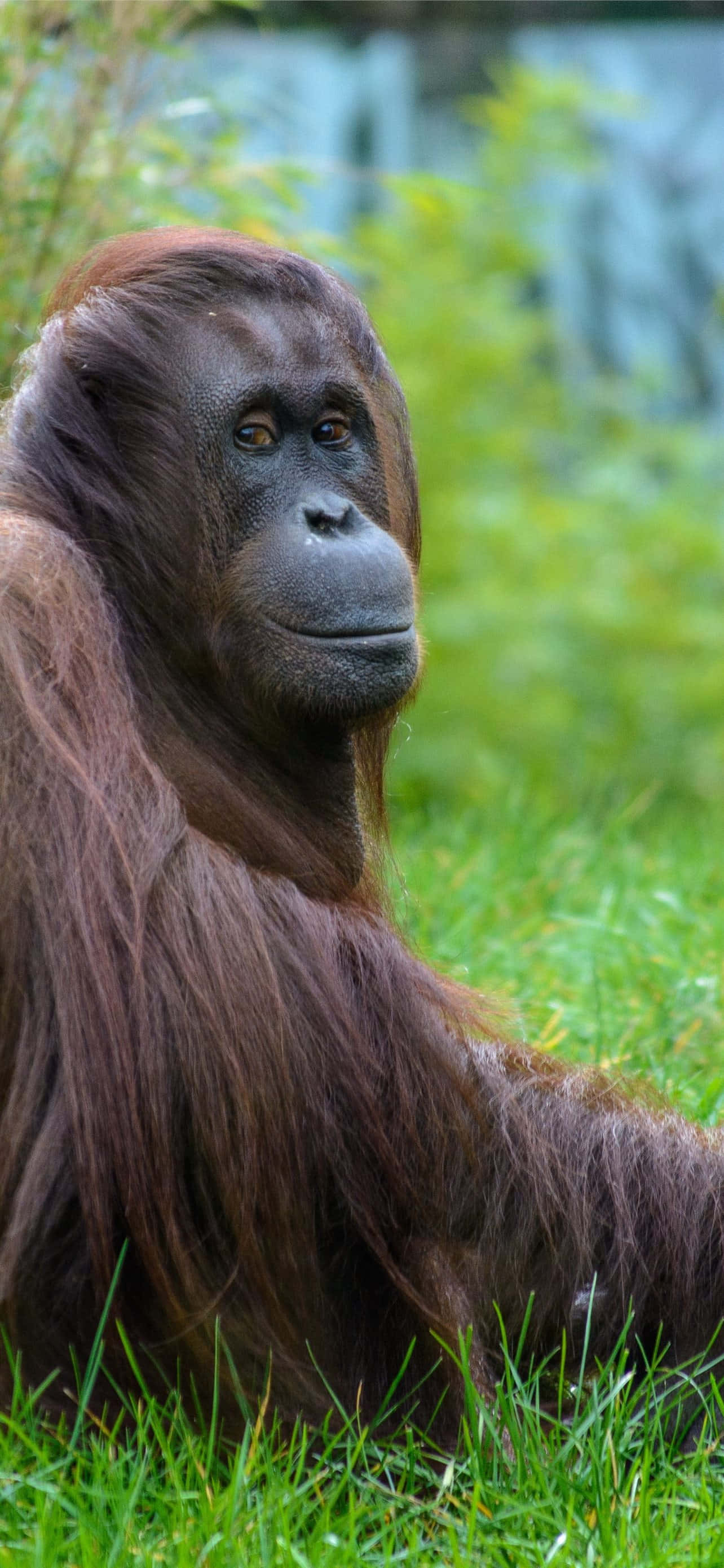 orangutan, long brown fur, vibrant green grass, 2K Phone Wallpaper