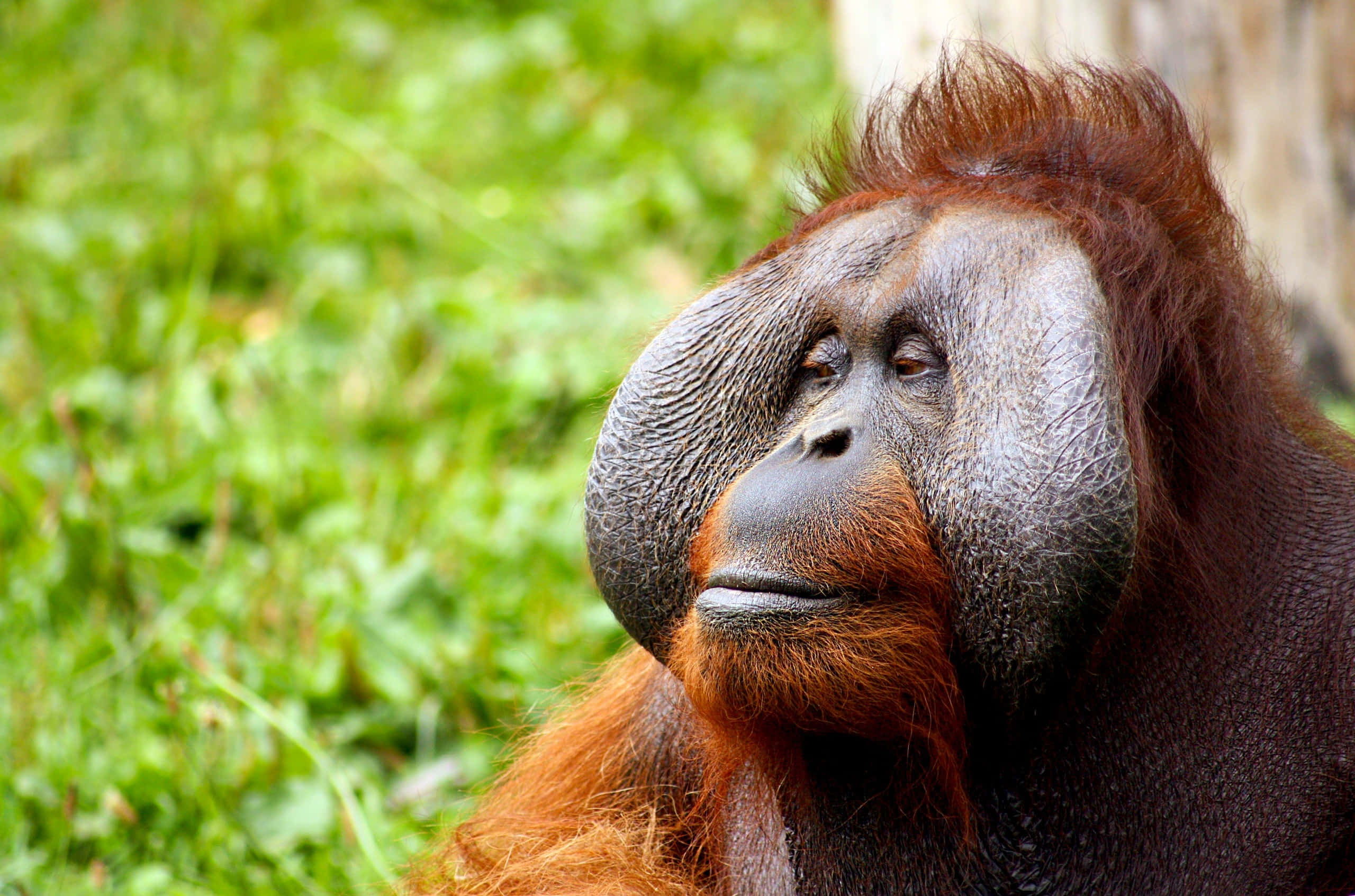 orangutan, textured gray skin, reddish-brown fur, 2K Desktop Wallpaper