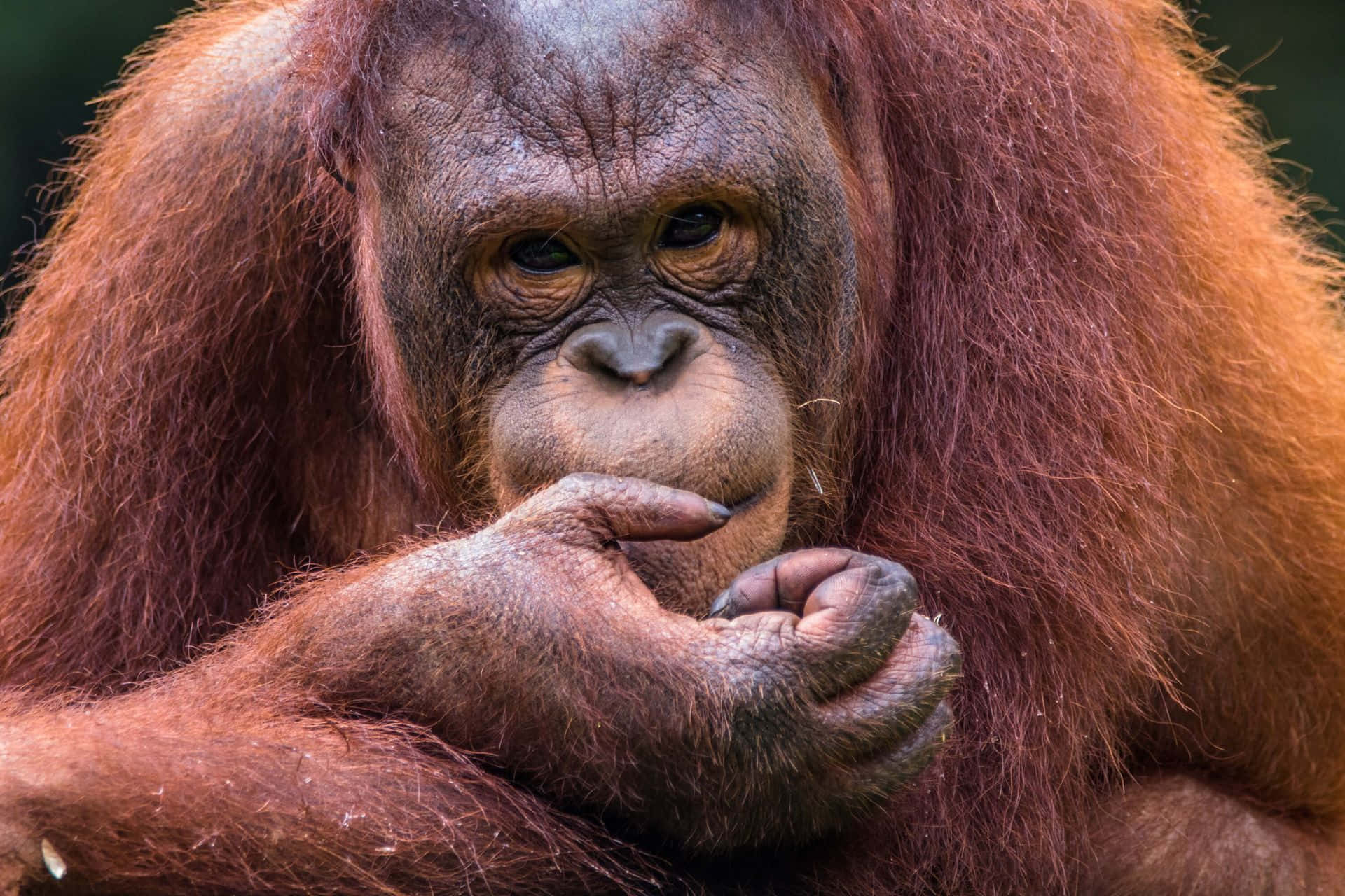orangutan, reddish-brown fur, close-up, Full HD Desktop Wallpaper