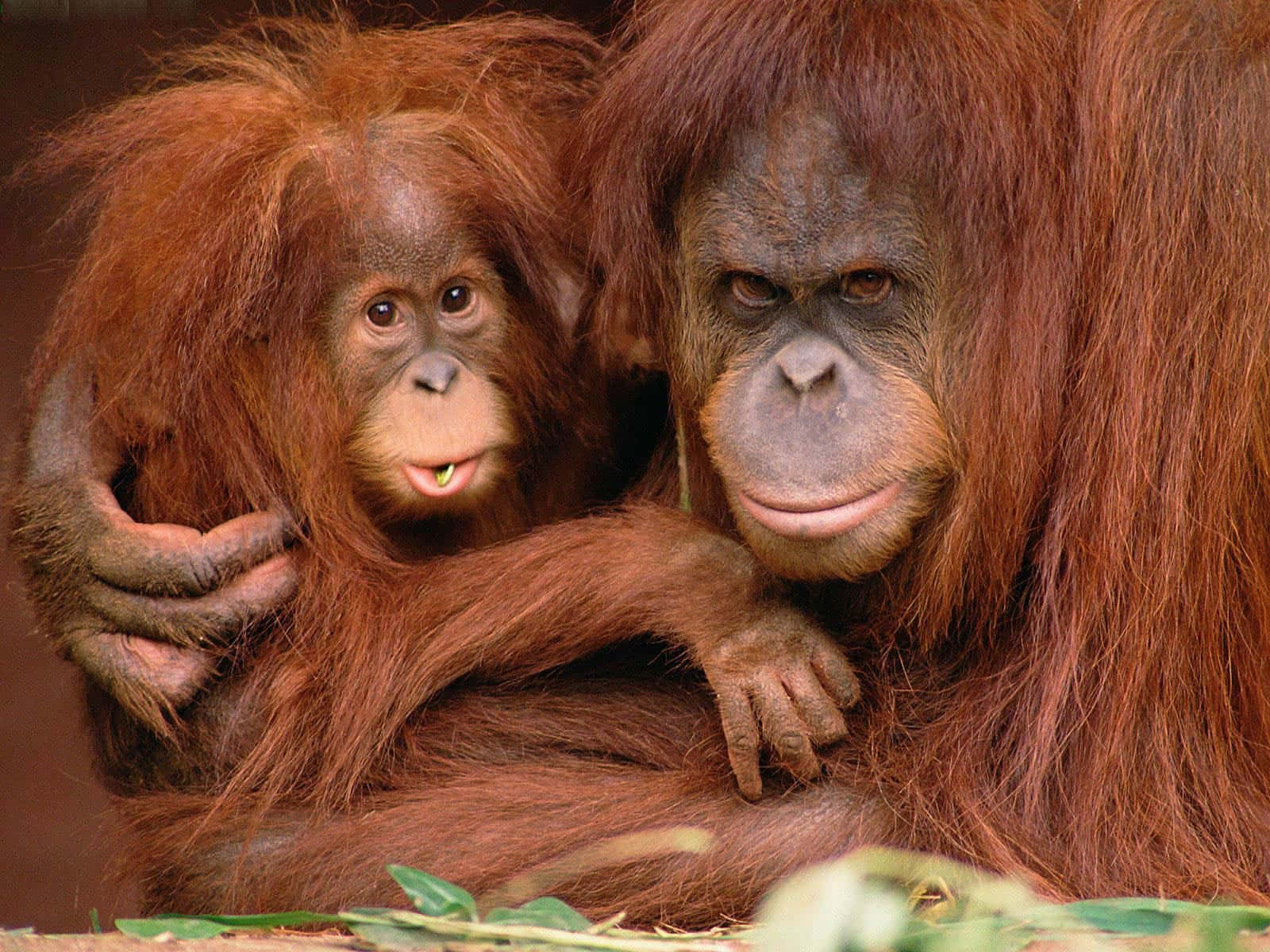 orangutan, reddish-brown fur, natural setting, HD Desktop Wallpaper