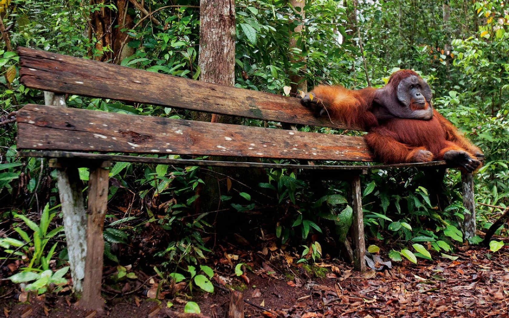 orangutan, wood bench, lush green jungle foliage, HD Desktop Wallpaper