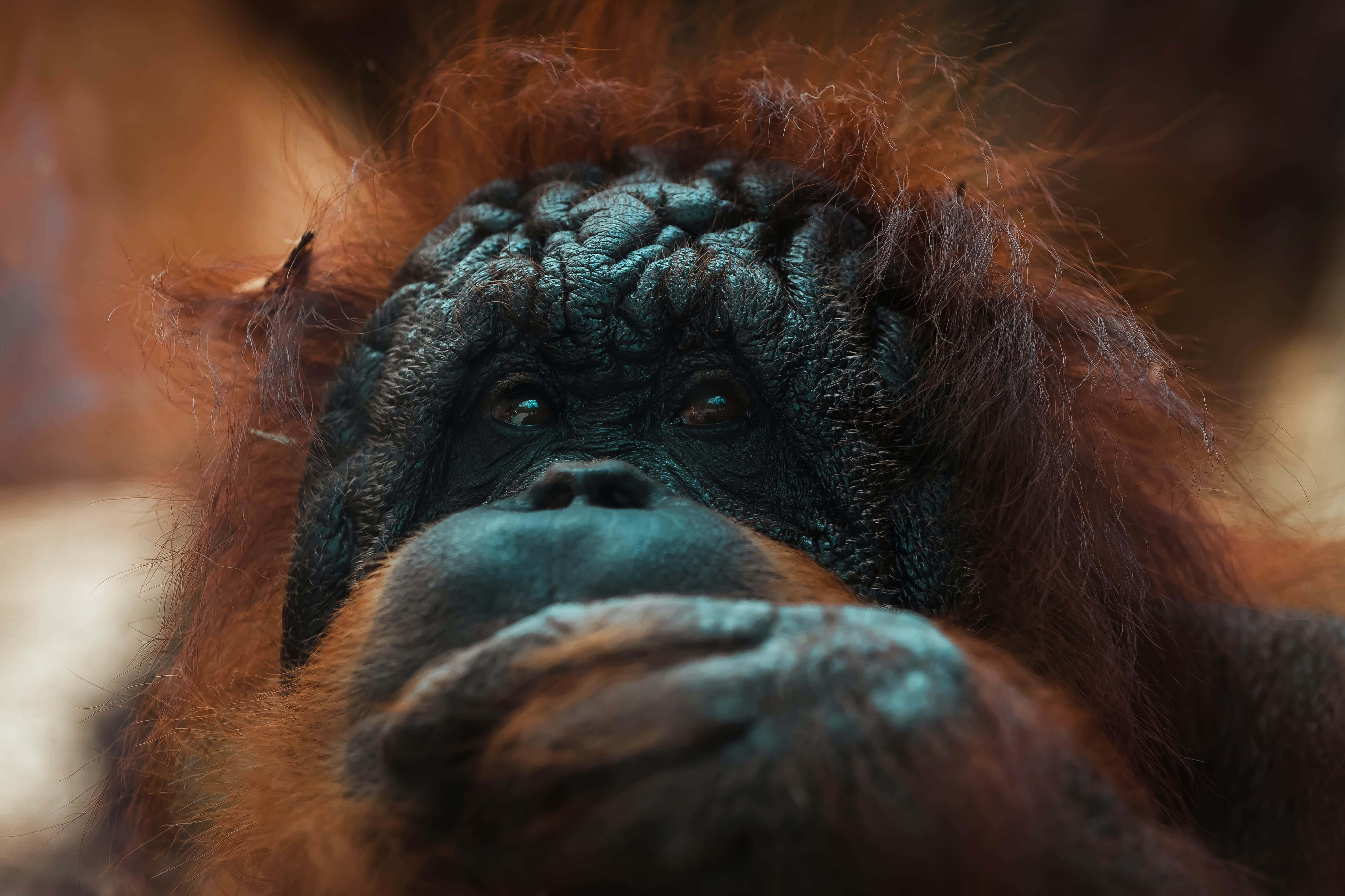 orangutan, intense gaze, textured dark face, 5K Desktop Wallpaper
