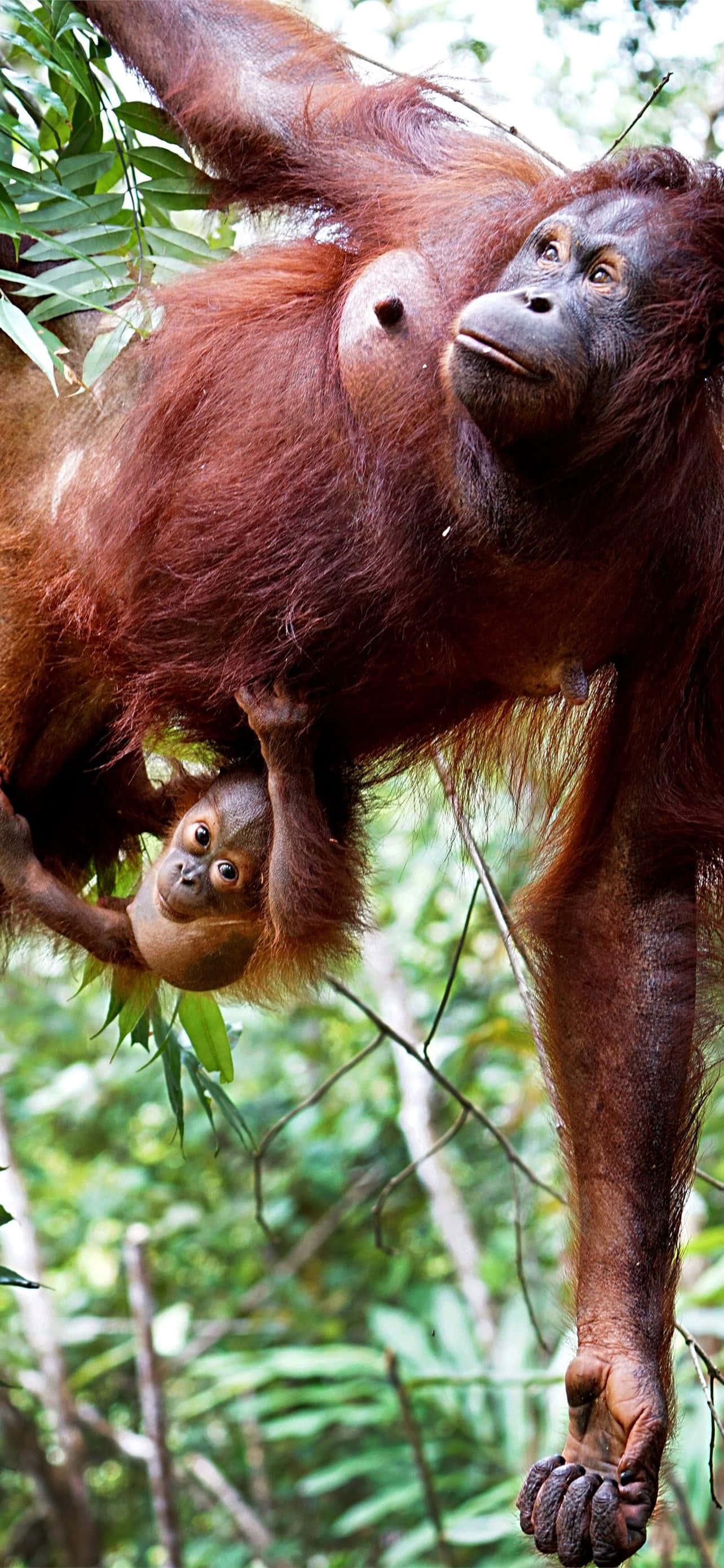 orangutan, mother and baby orangutans, tree branches, 2K Phone Wallpaper