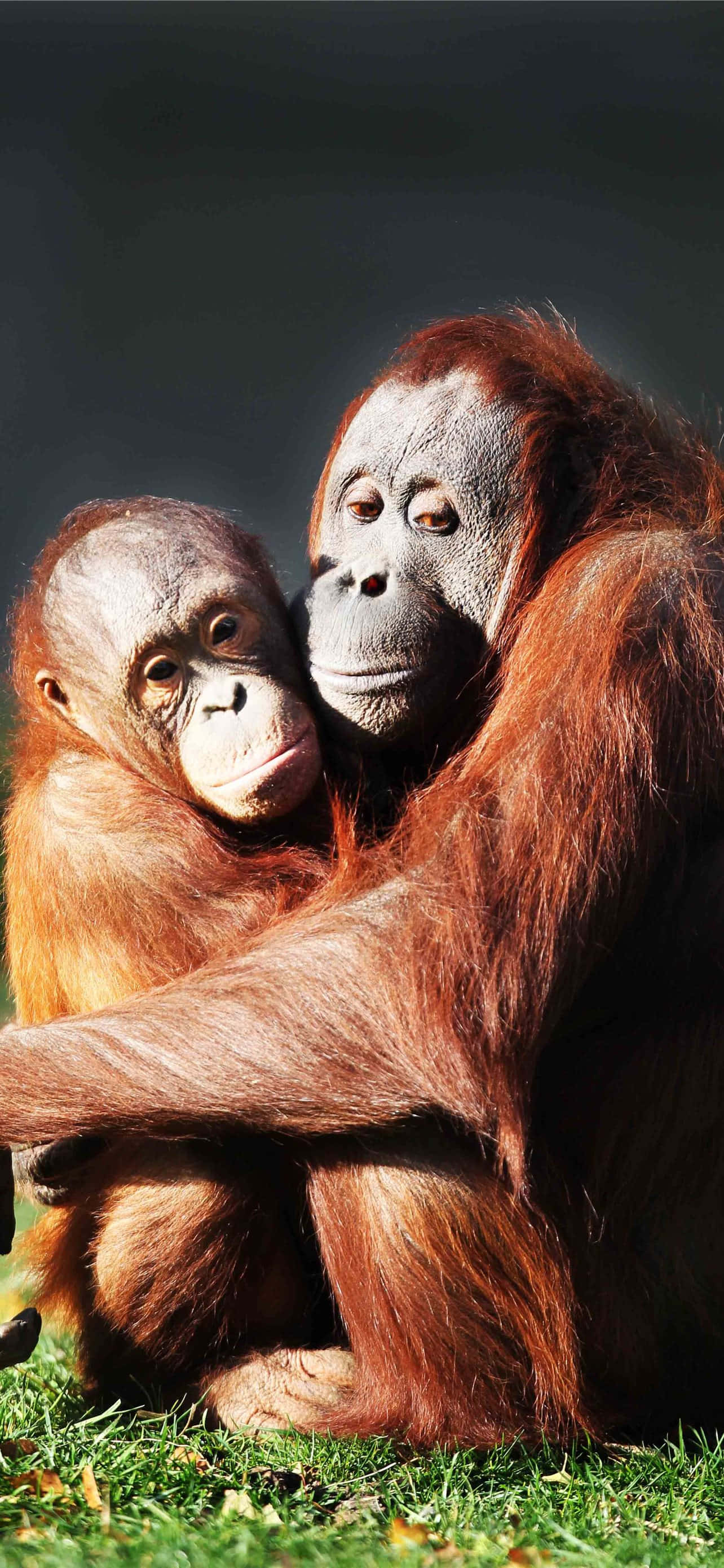 Orangutan, adult orangutan, baby orangutan, 2K Phone Wallpaper