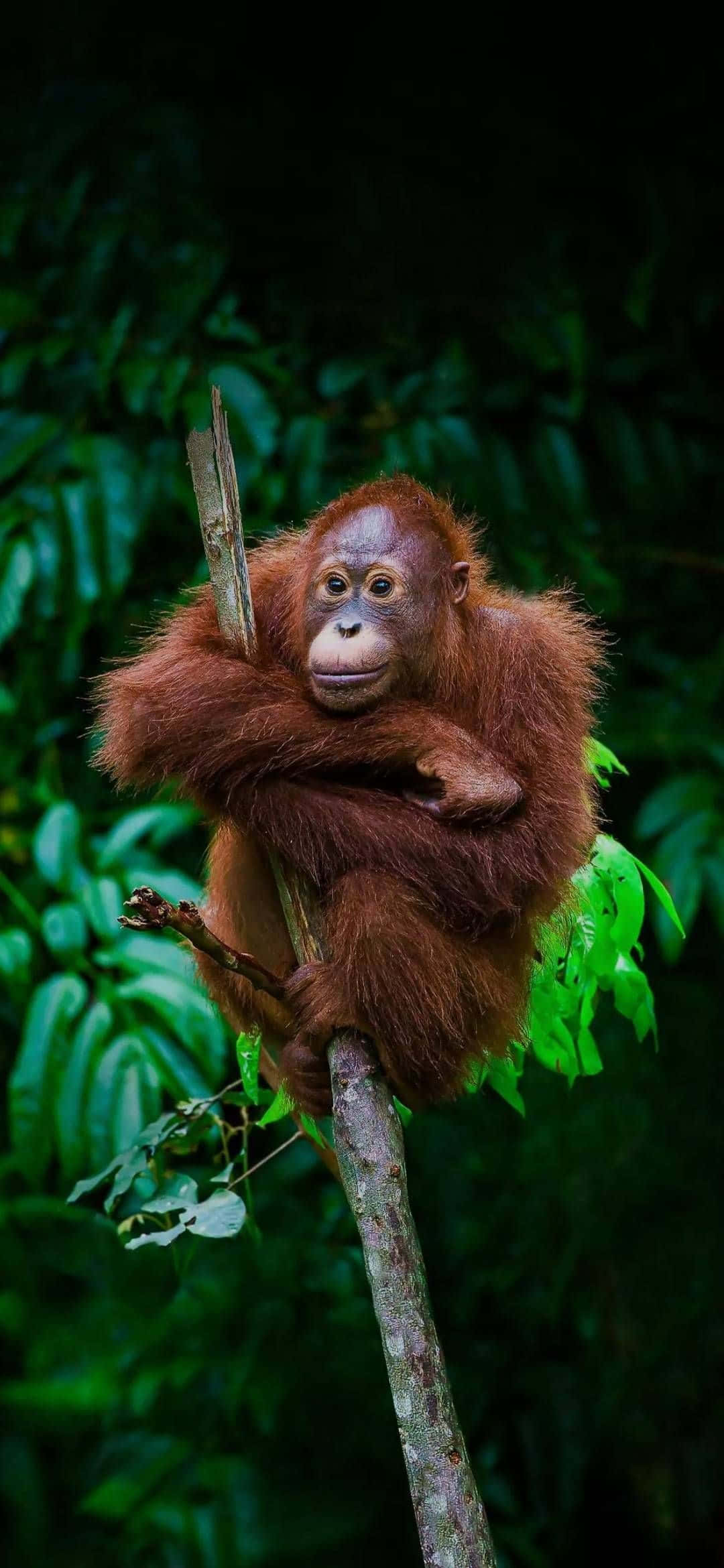 orangutan, fluffy reddish-brown fur, tree branch, Full HD Phone Wallpaper