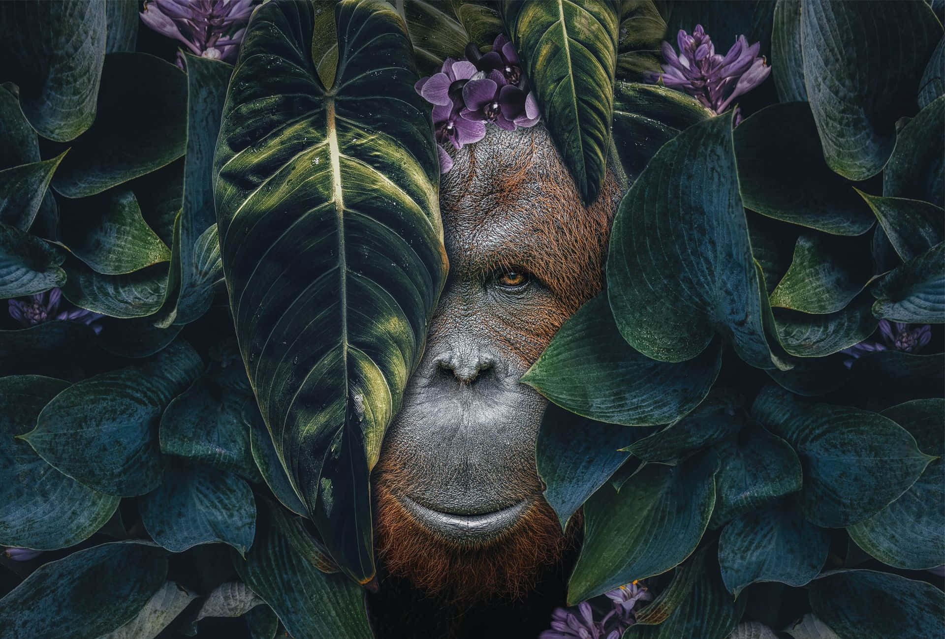 orangutan, lush dark green leaves, purple flowers, Full HD Desktop Wallpaper