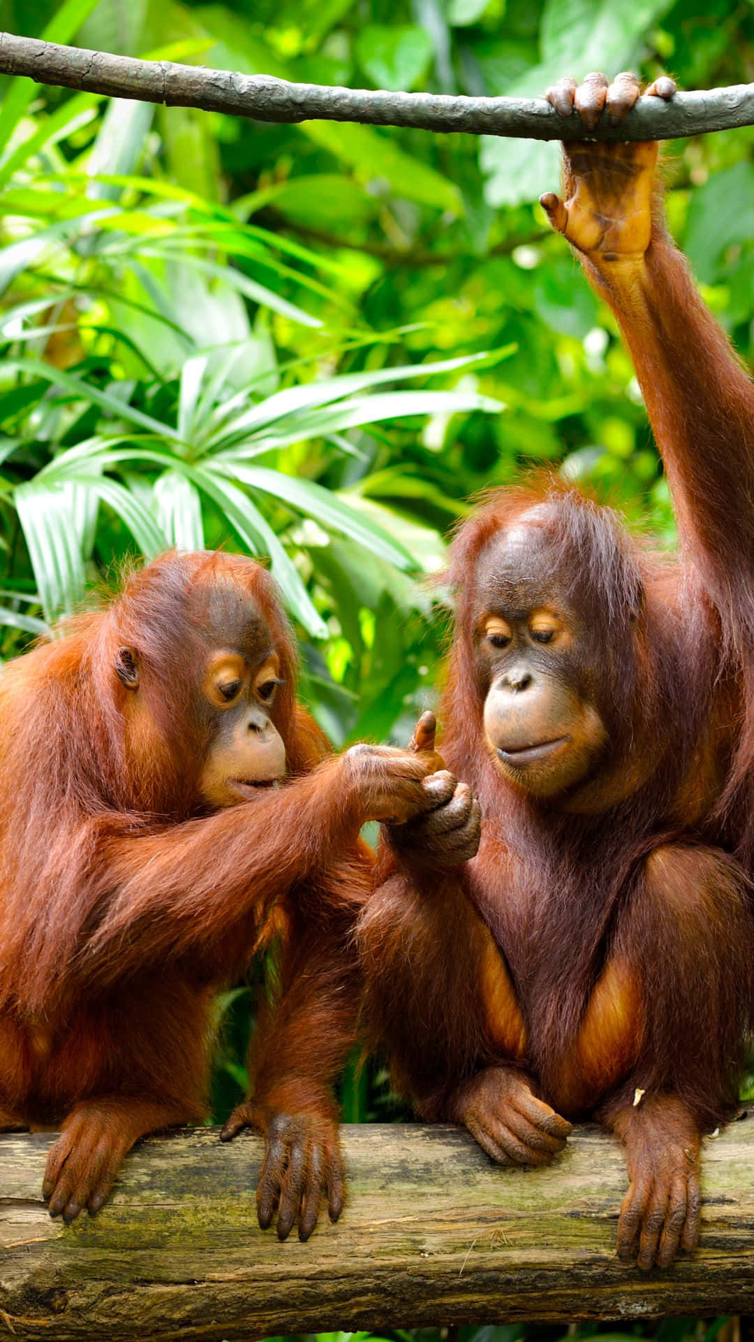 young orangutans, tree branch, lush green jungle foliage, Full HD Phone Wallpaper