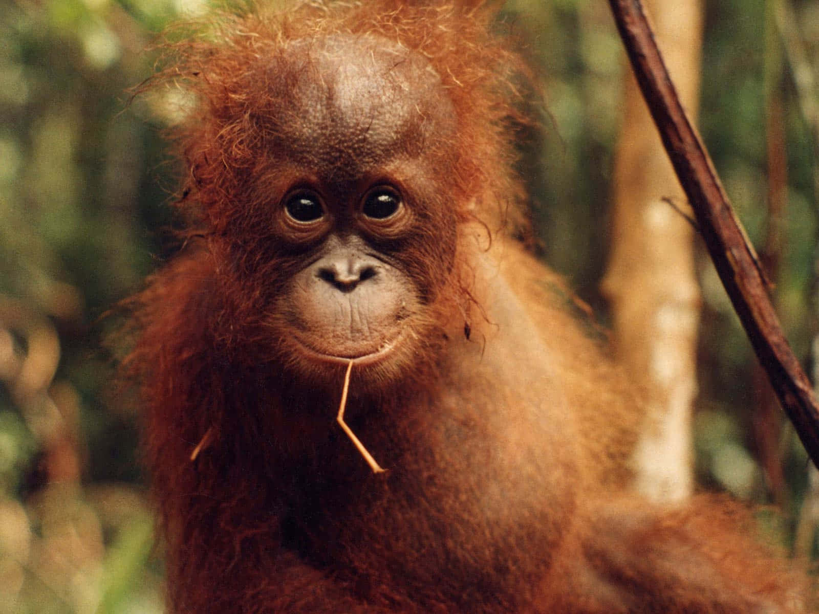 baby orangutan, reddish fur, curious eyes, HD Desktop Wallpaper