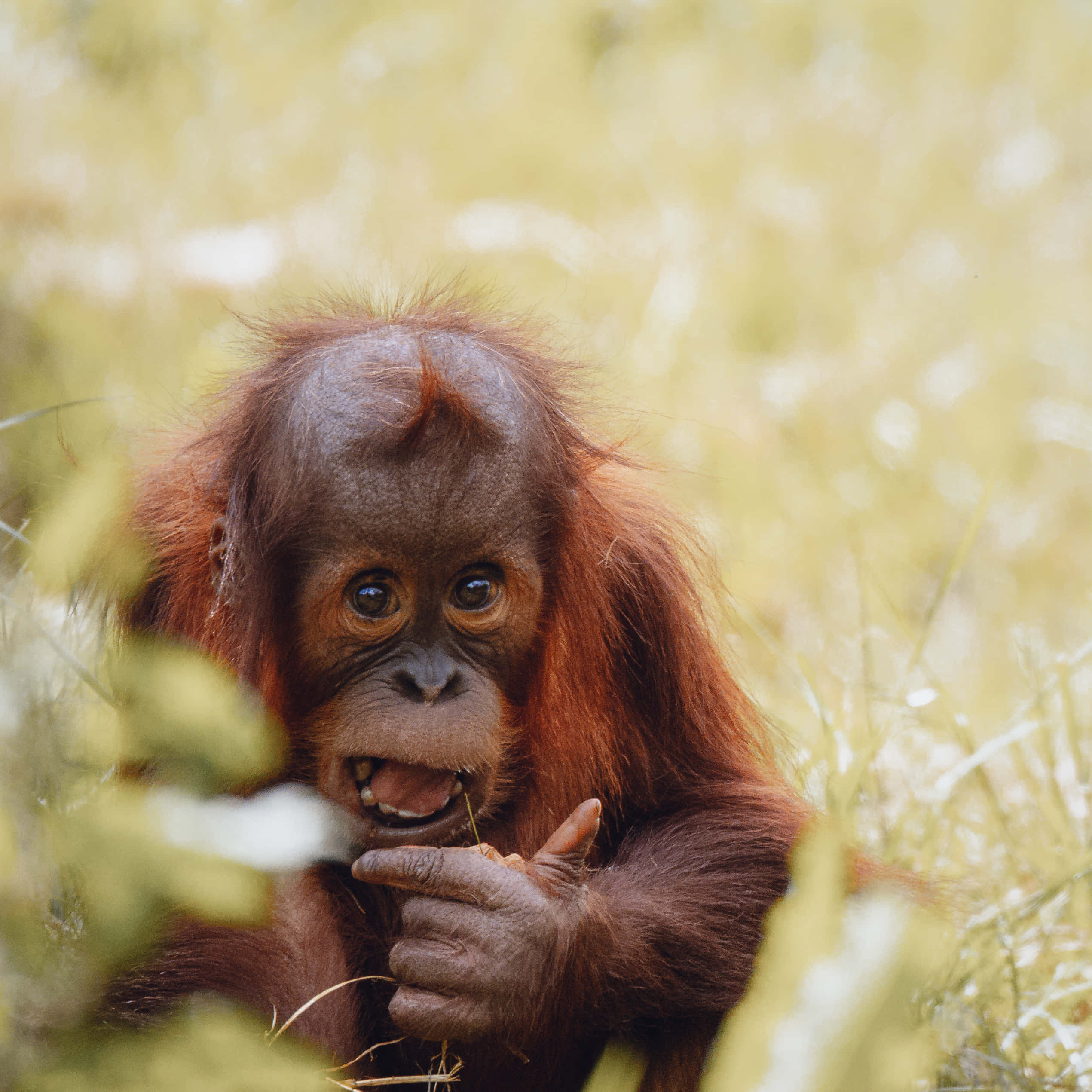 startled baby orangutan, reddish fur, green foliage, Full HD Desktop Wallpaper