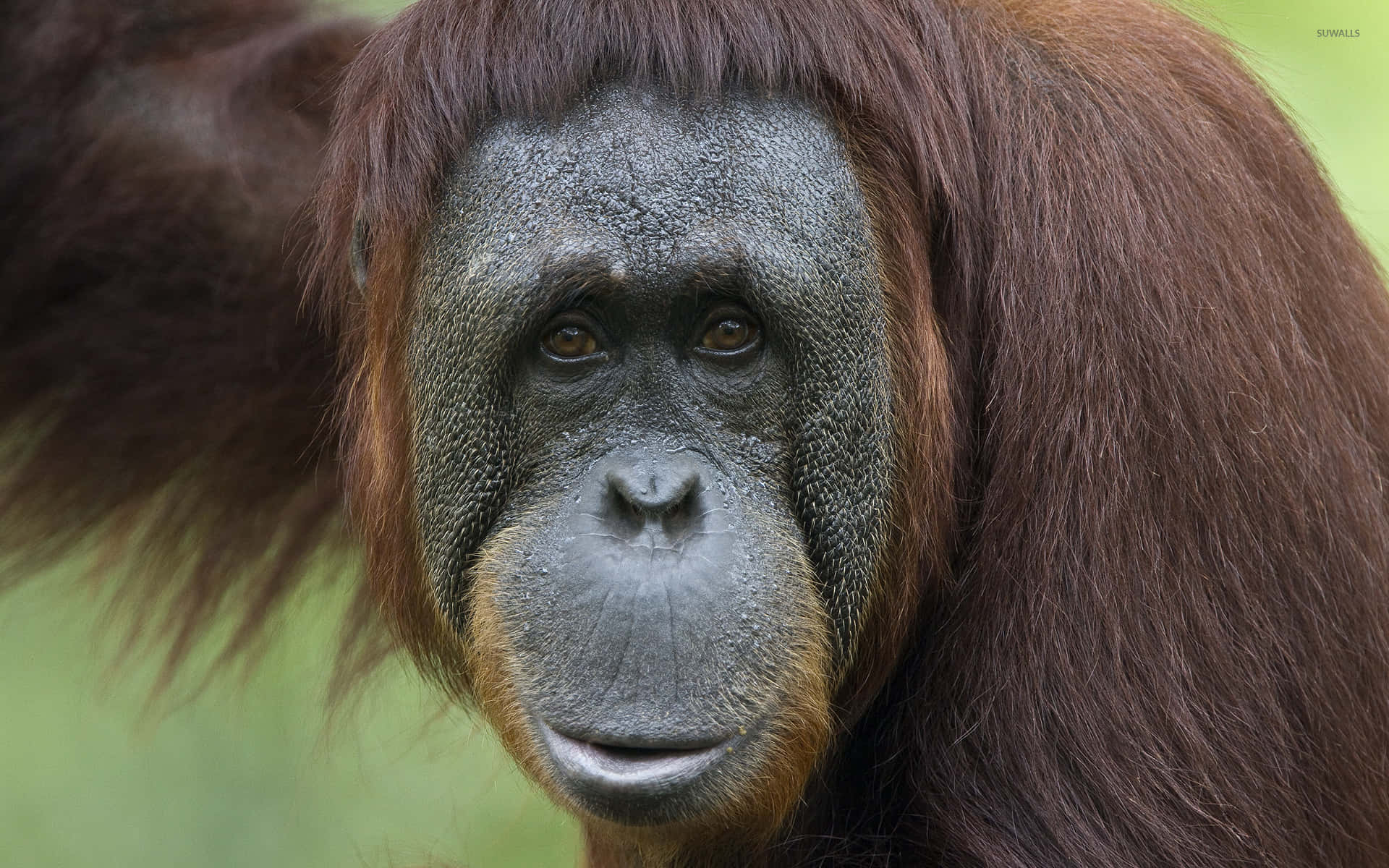 orangutan, dark gray skin, reddish-brown fur, Full HD Desktop Wallpaper