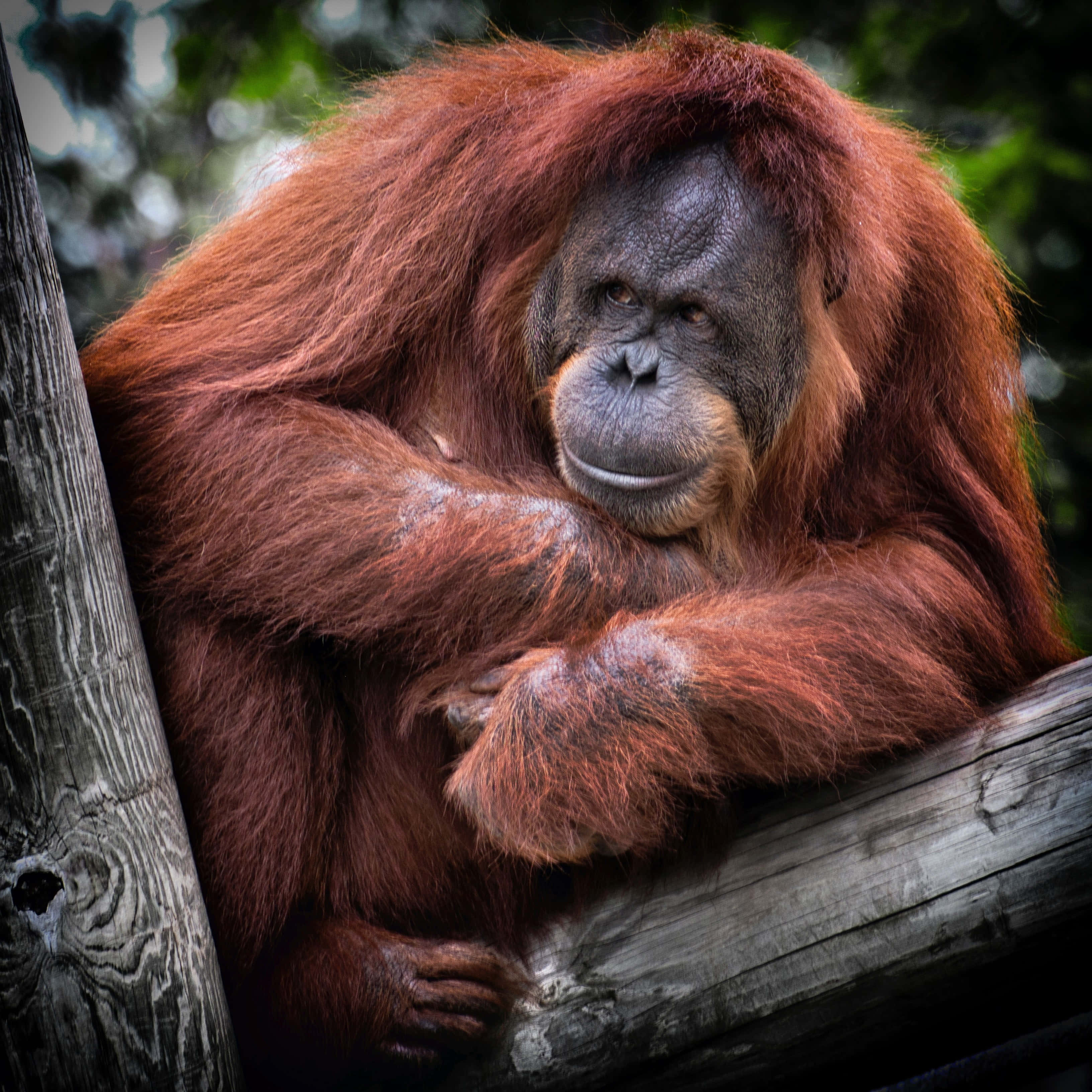 orangutan, reddish-brown fur, weathered tree branch, 2K Desktop Wallpaper